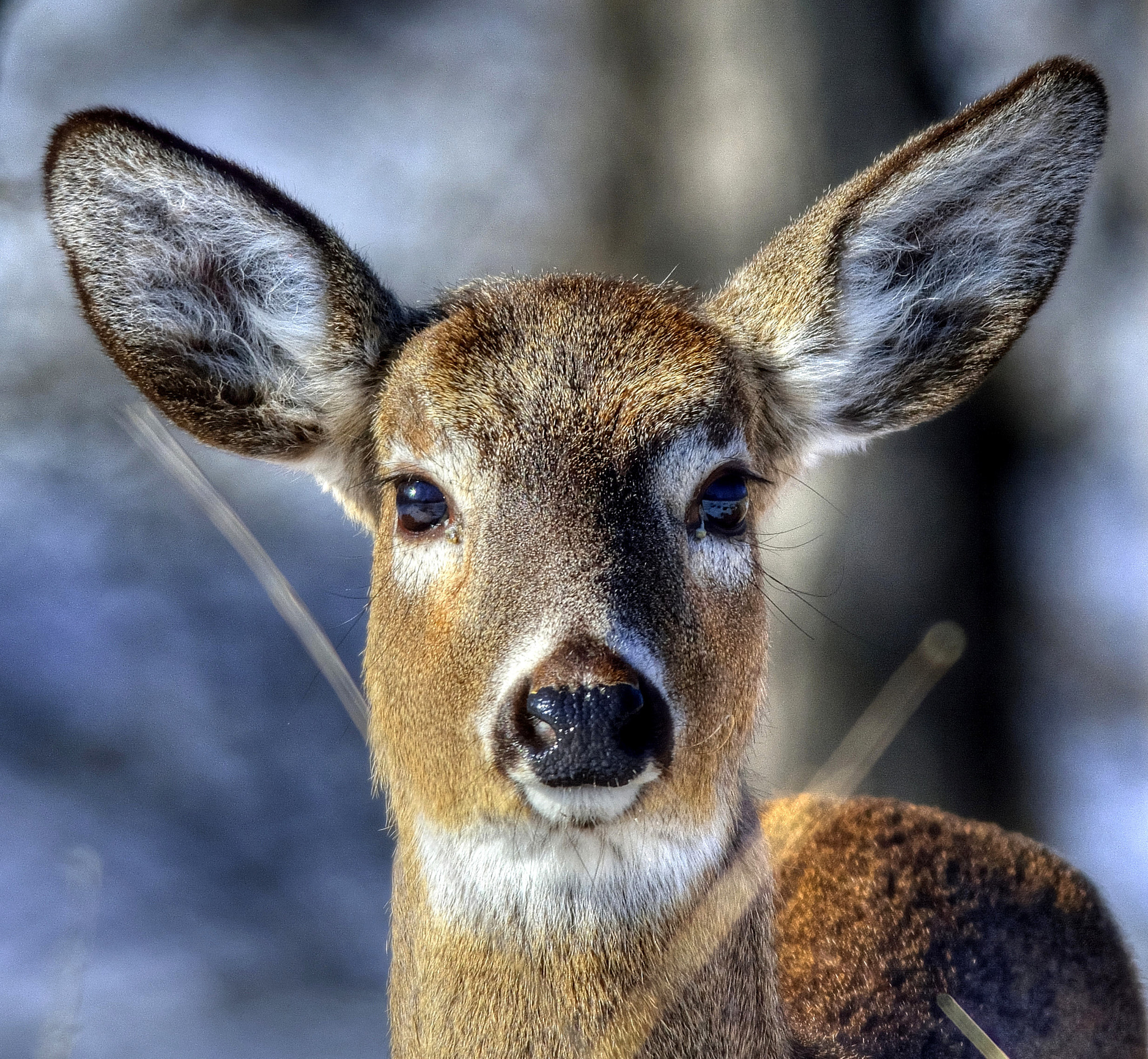 Nikon D7100 + Nikon AF-S Nikkor 300mm F4D ED-IF sample photo. Deer photography