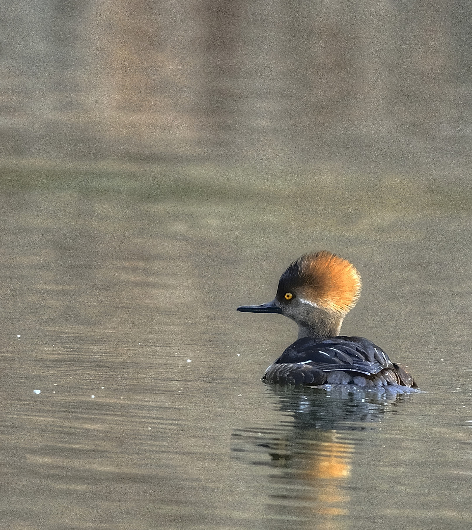 Nikon D7100 + Nikon AF-S Nikkor 300mm F4D ED-IF sample photo. Female hooded merganser photography