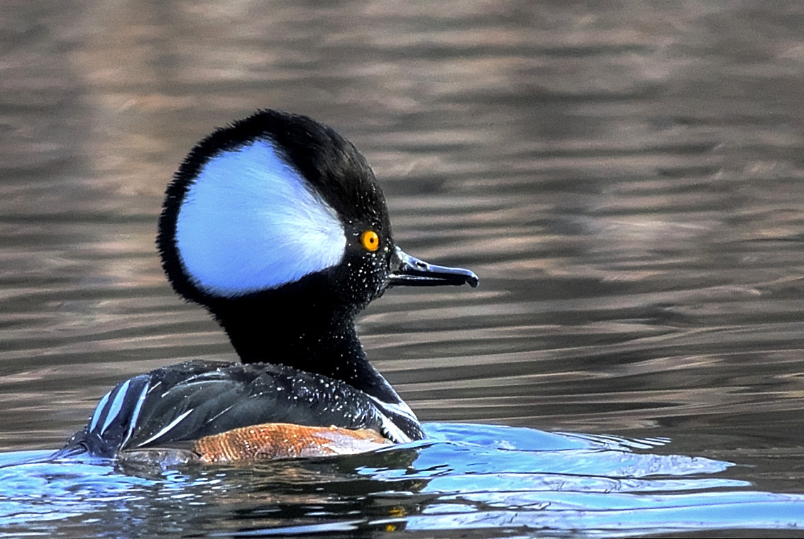 Nikon D7100 + Nikon AF-S Nikkor 300mm F4D ED-IF sample photo. Male hooded merganser photography