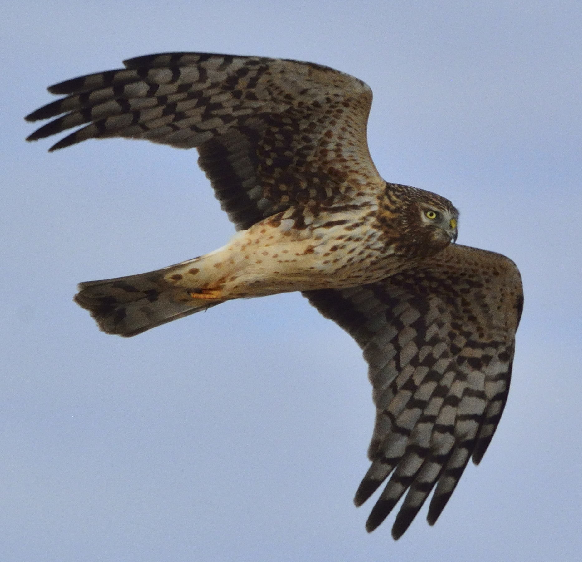 Nikon D7100 sample photo. Female norther harrier photography