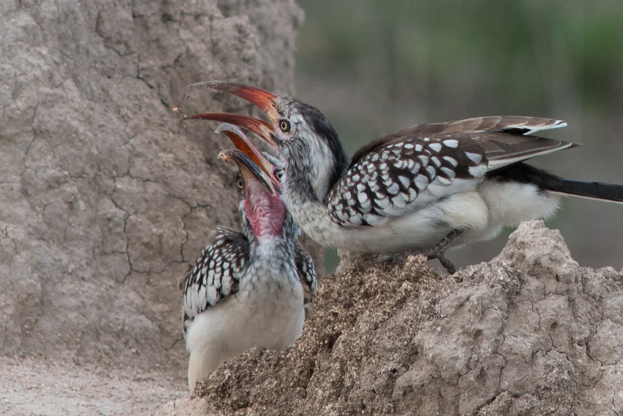 AF Nikkor 300mm f/4 IF-ED sample photo. Monteiro-tokos chasing termites photography