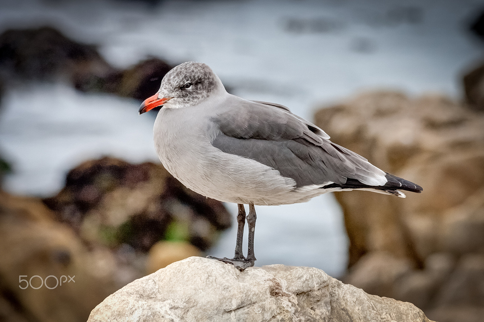 Canon EF 70-300mm F4-5.6 IS USM sample photo. Seagull photography