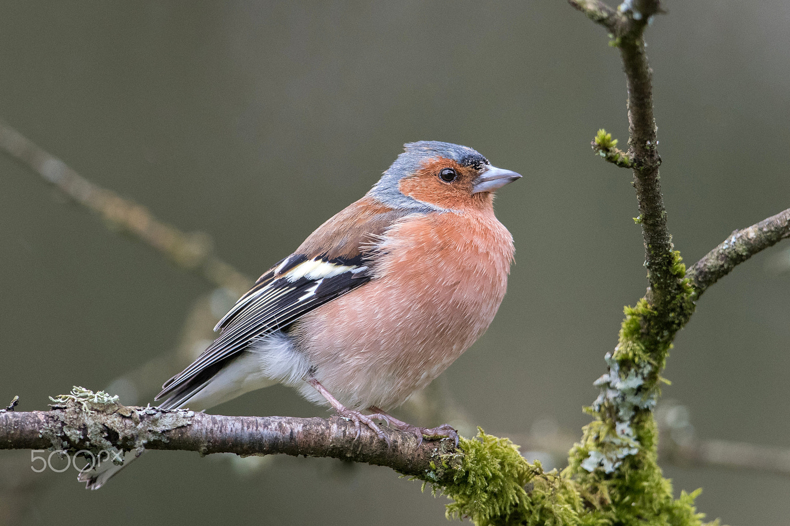 Nikon D500 + Nikon AF-S Nikkor 600mm F4G ED VR sample photo. Pinson des arbres male photography