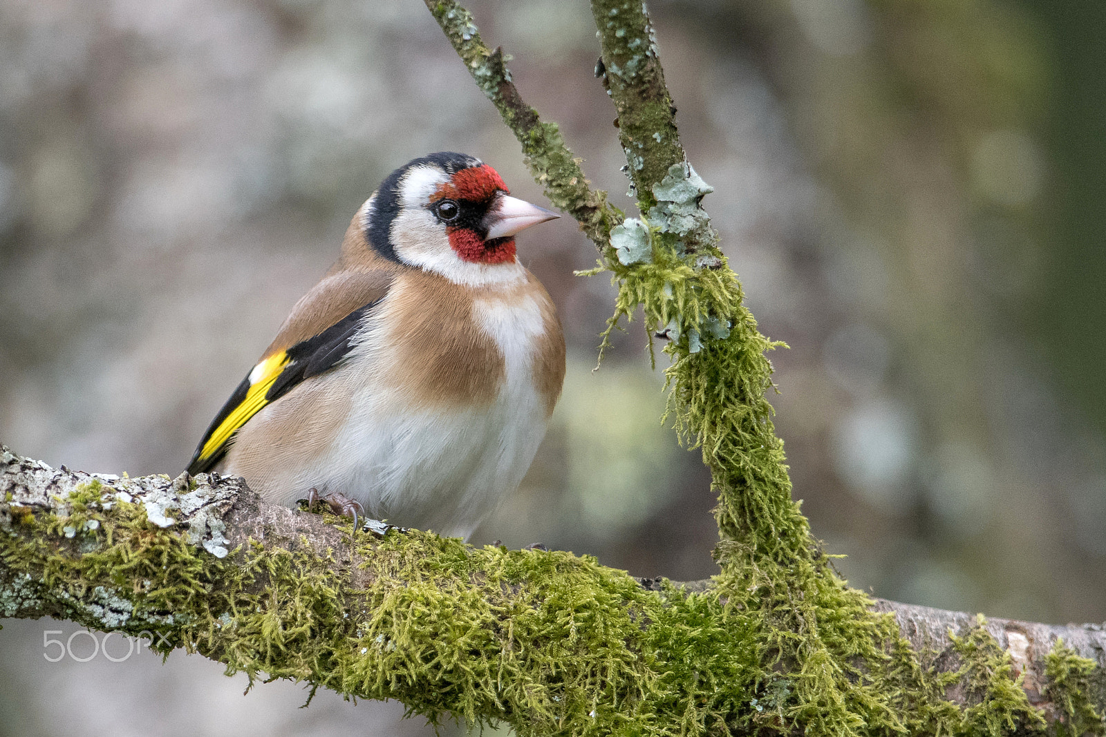 Nikon D500 + Nikon AF-S Nikkor 600mm F4G ED VR sample photo. Chardonneret photography