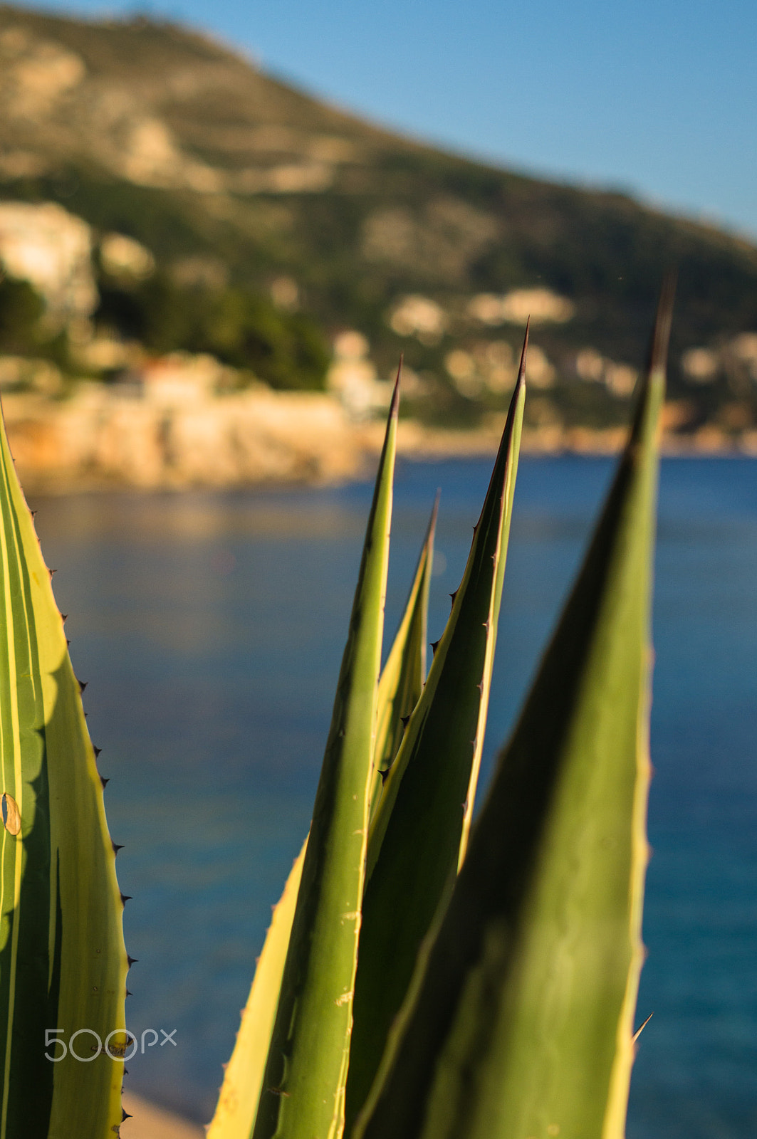 Sony SLT-A35 sample photo. Agave in dubrovnik photography