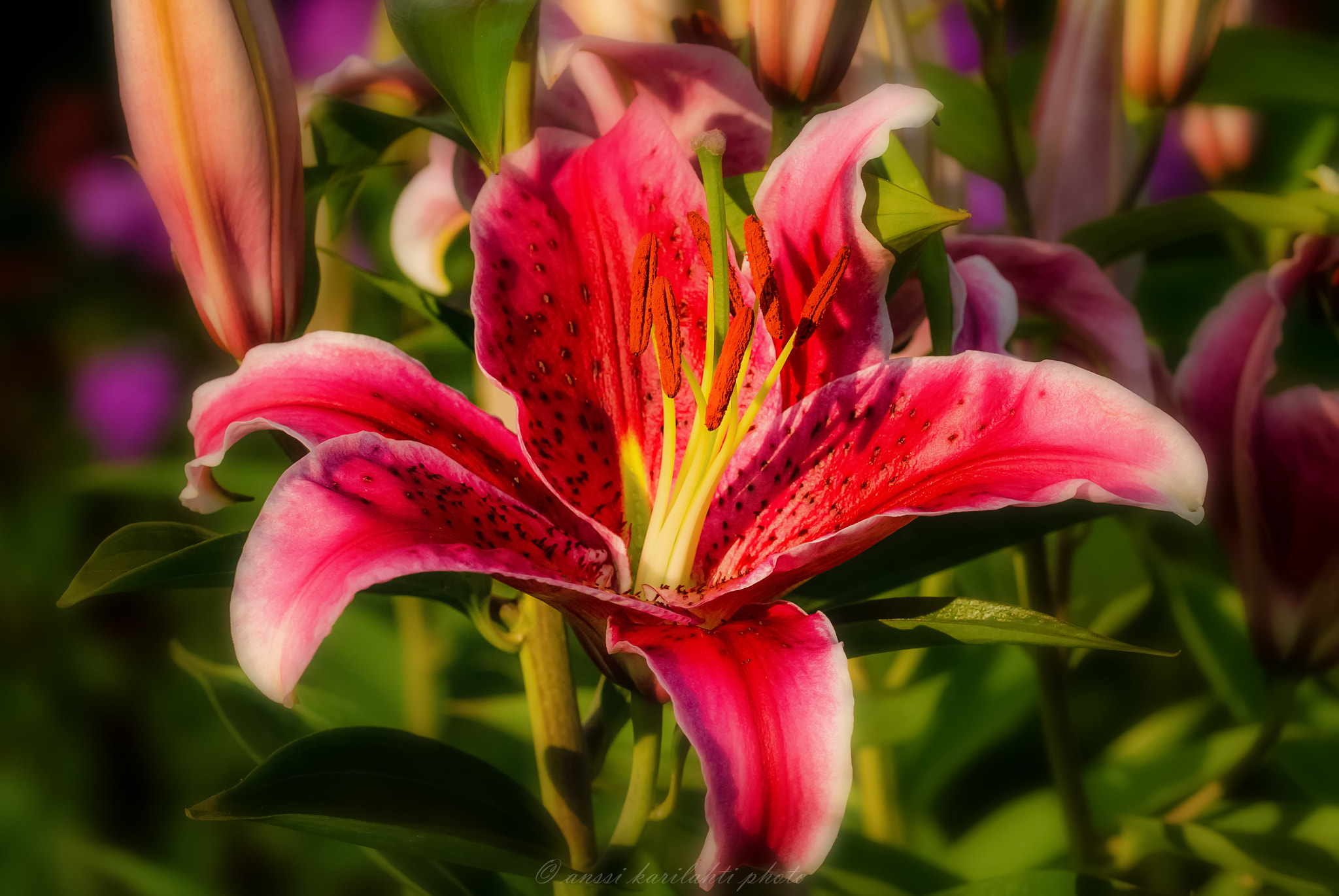 Sigma 105mm F2.8 EX DG OS HSM sample photo. Lilium hybrids photography