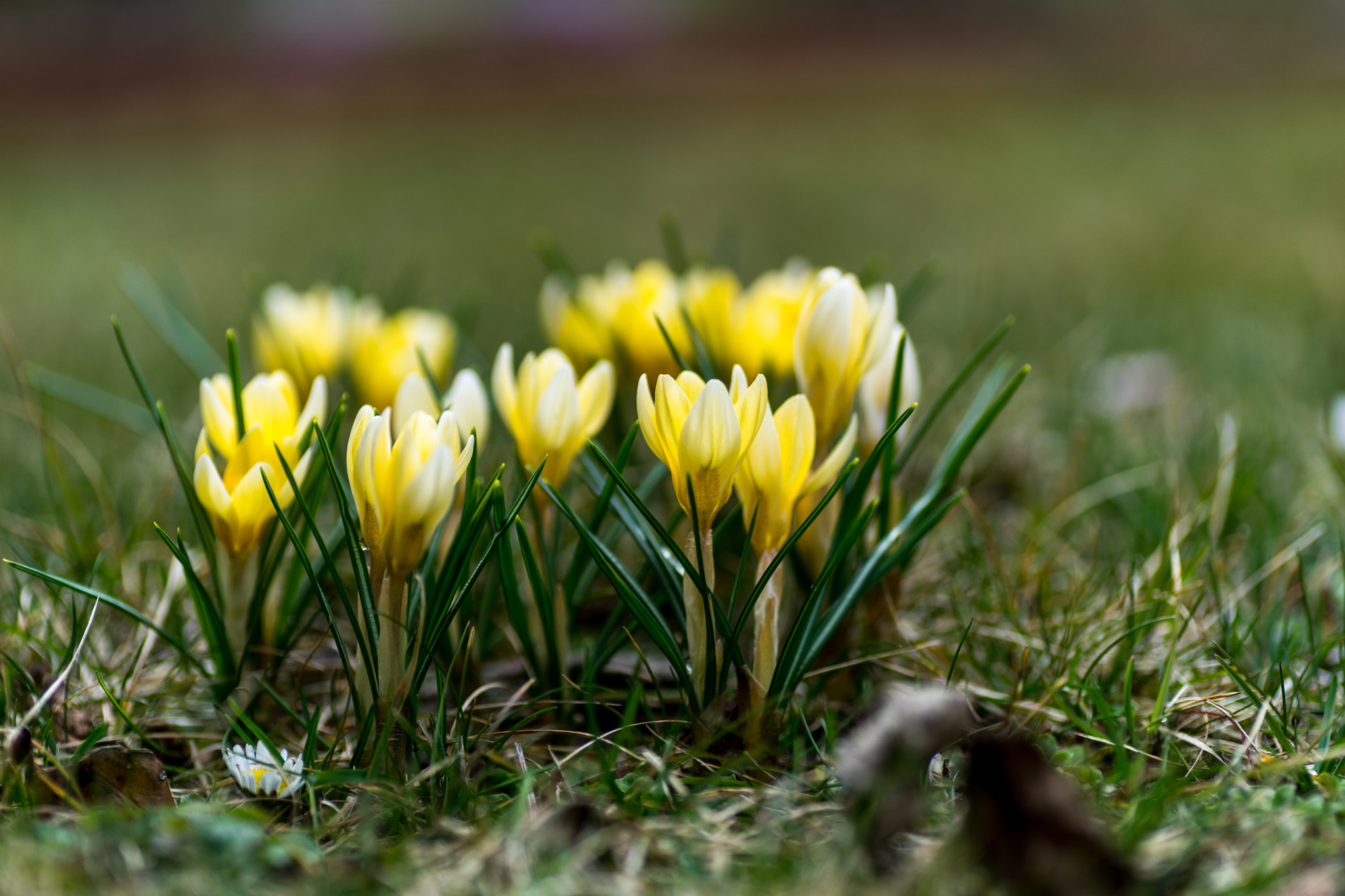 Sony a7 + Tamron SP AF 90mm F2.8 Di Macro sample photo. März photography