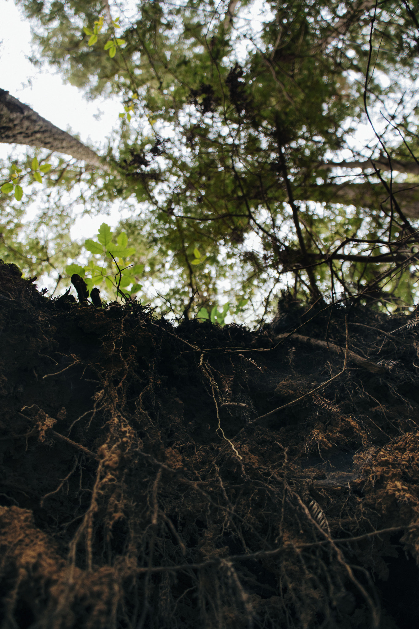 Nikon D5500 sample photo. Trees photography