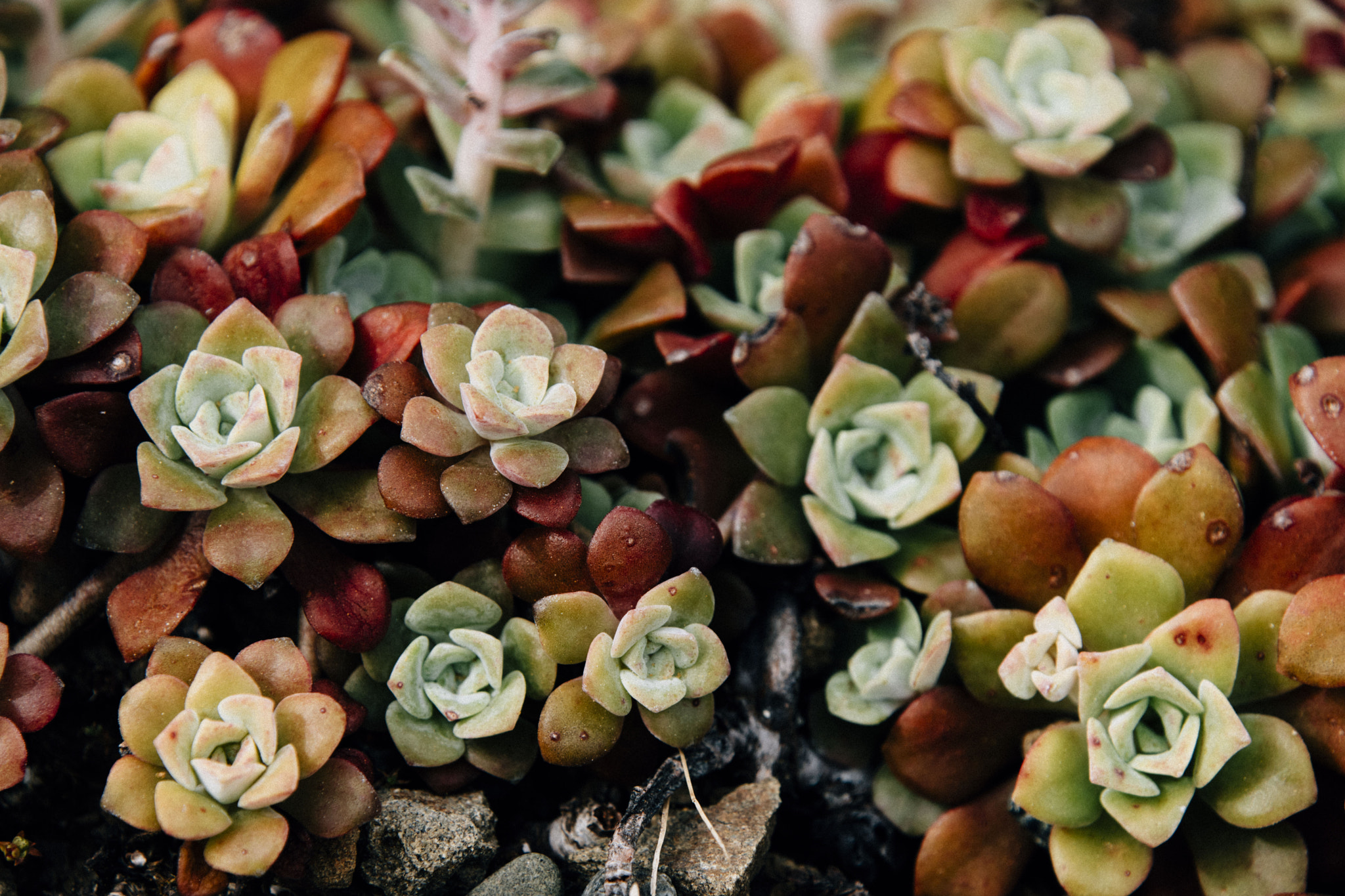 Nikon D5500 sample photo. Wild succulents photography