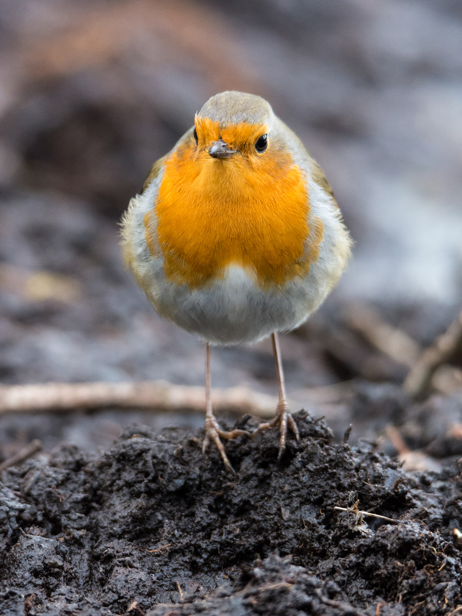 Nikon D7200 sample photo. Roodborst photography
