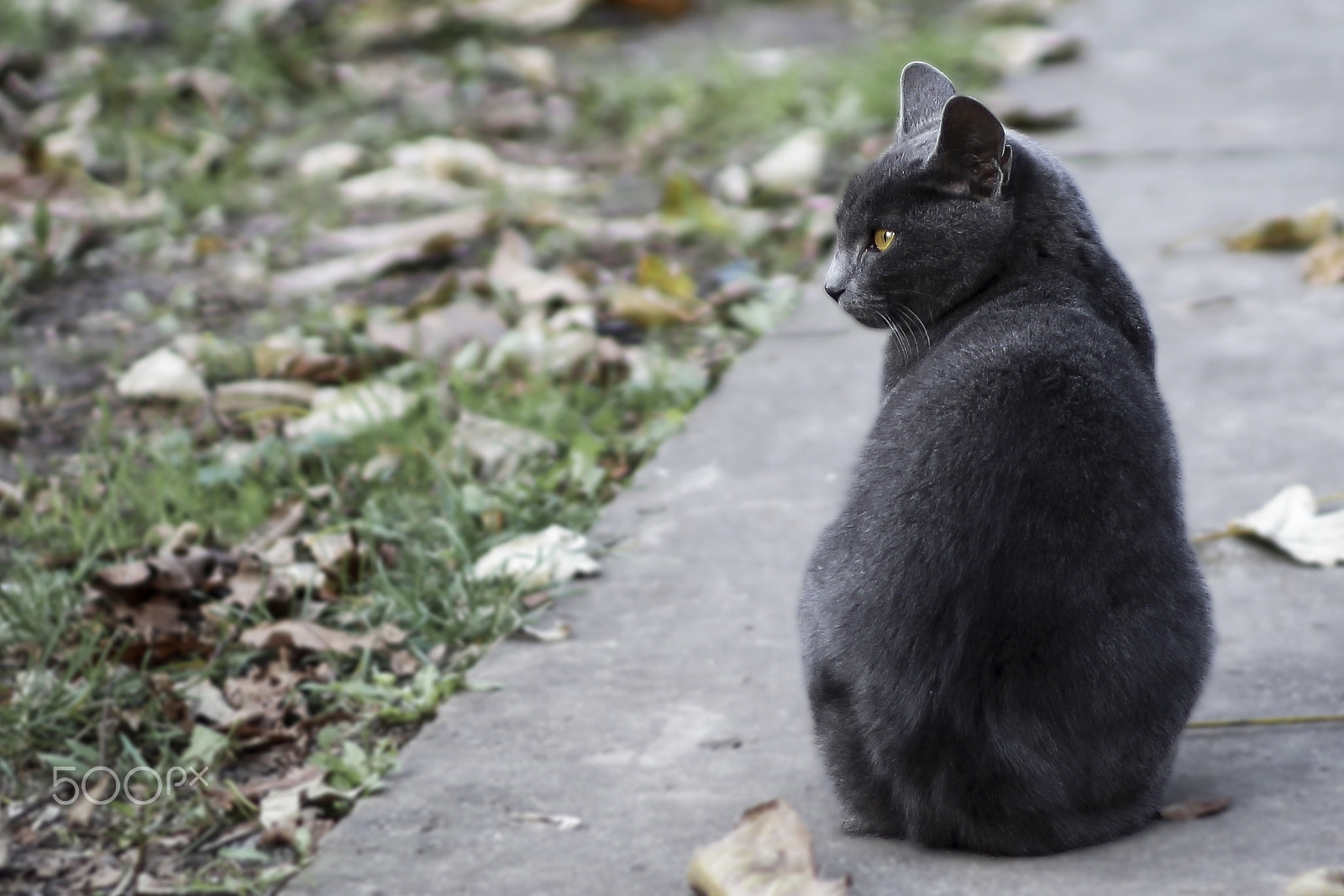 Canon EOS 100D (EOS Rebel SL1 / EOS Kiss X7) + Canon EF 50mm F1.8 II sample photo. Cat photography