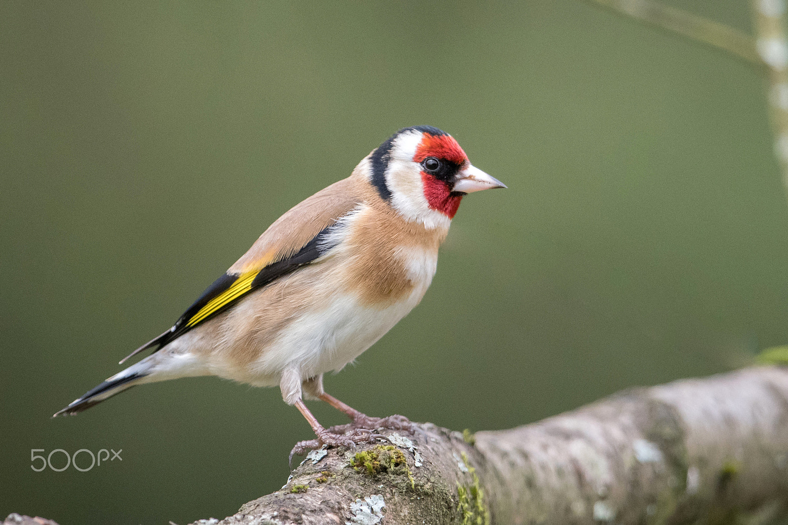 Nikon AF-S Nikkor 600mm F4G ED VR sample photo. Chardonneret photography