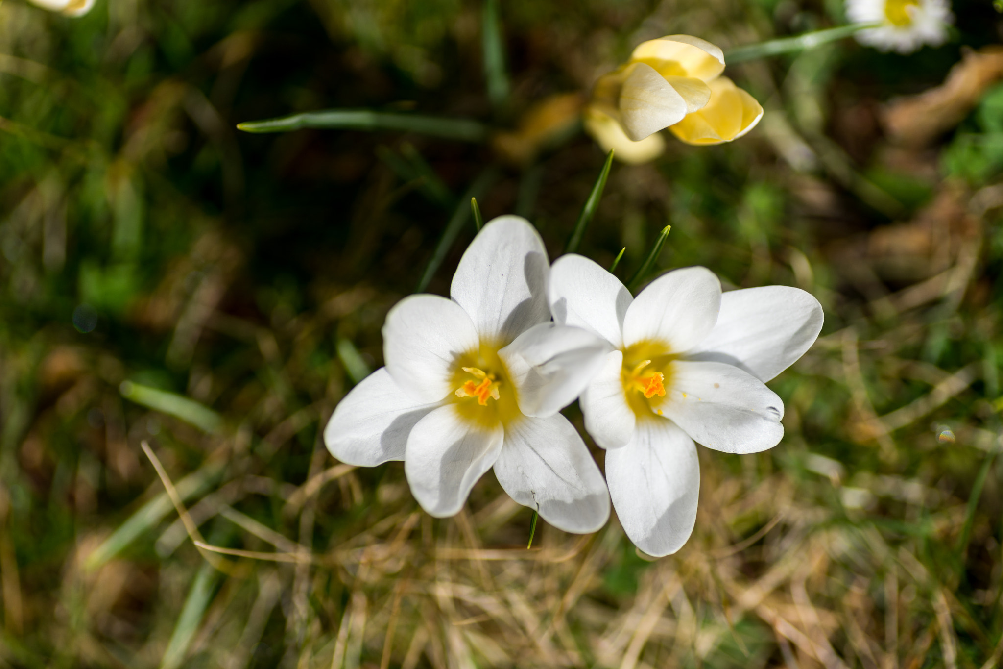 Sony a7 + Tamron SP AF 90mm F2.8 Di Macro sample photo. März photography