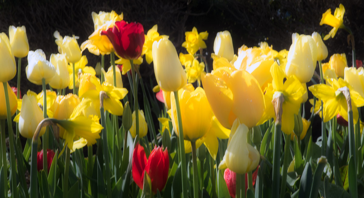 Sony a7 II sample photo. Tulips spring photography