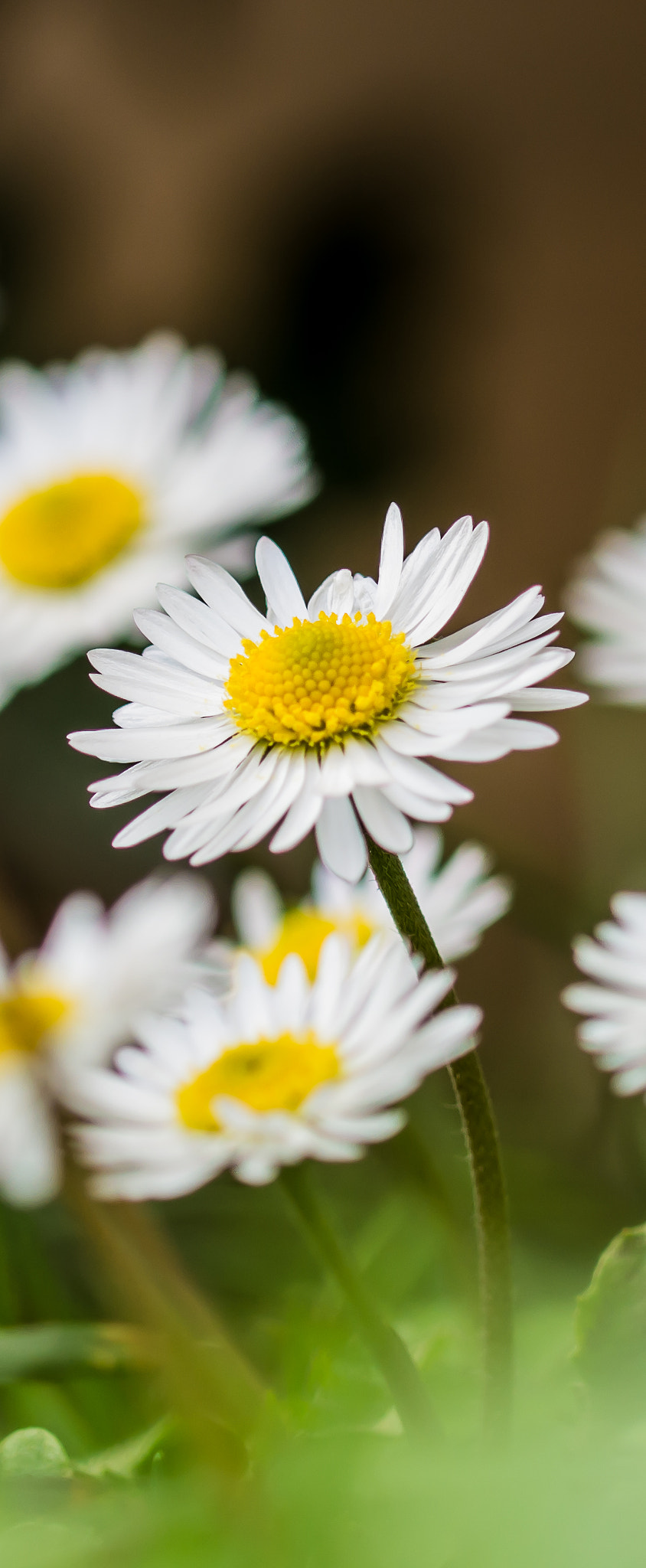Nikon D7200 sample photo. Looking upward photography