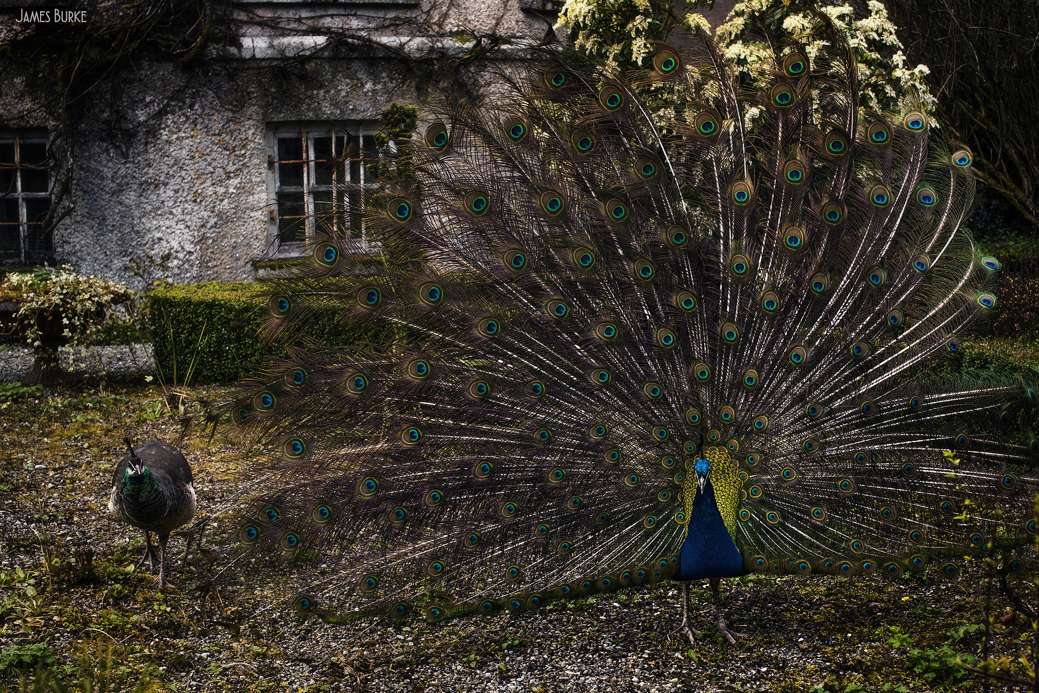 Sigma 50mm F1.4 EX DG HSM sample photo. Peacock & peahen photography