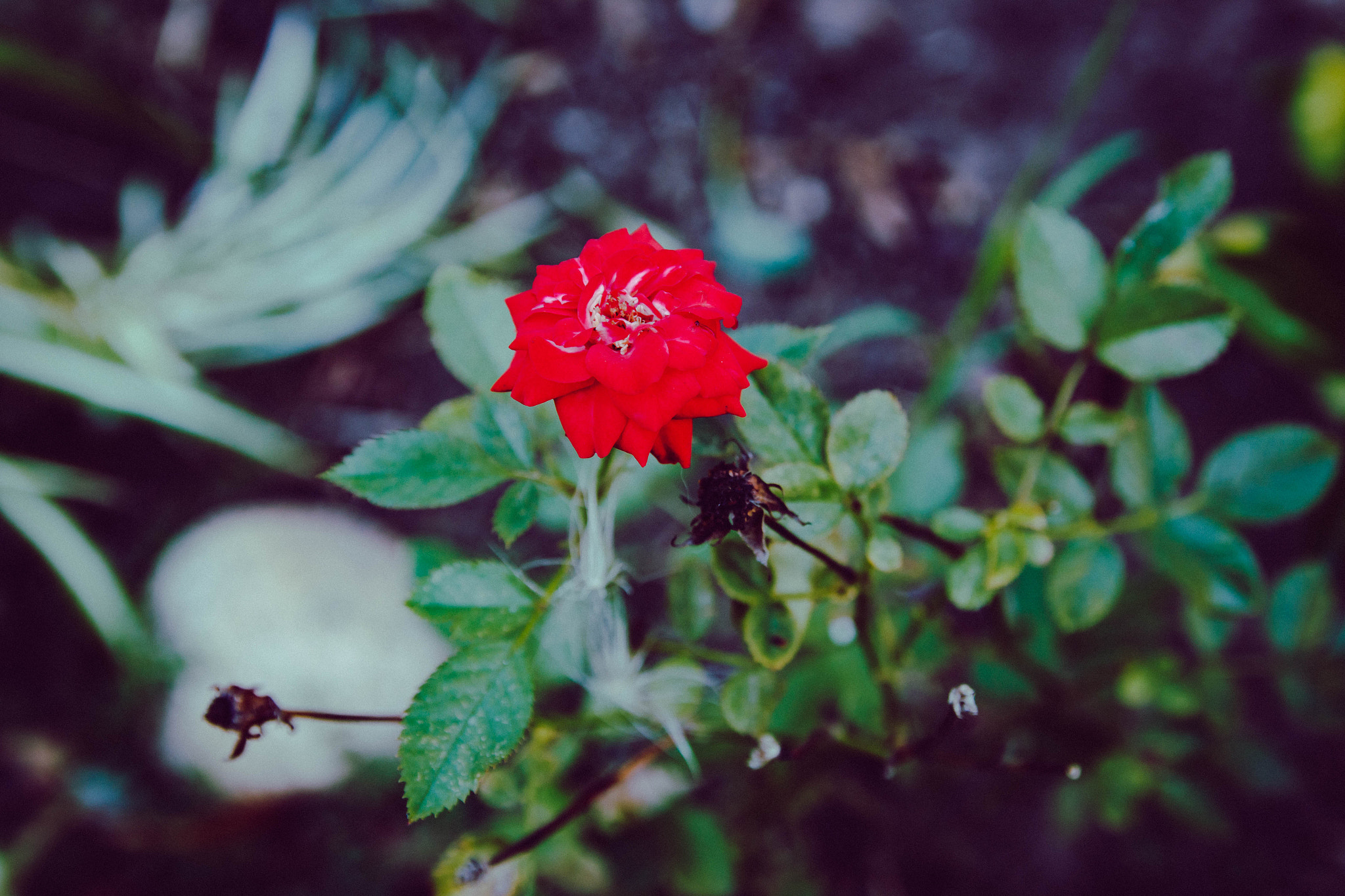 Canon EF-S 17-55mm F2.8 IS USM sample photo. Red photography
