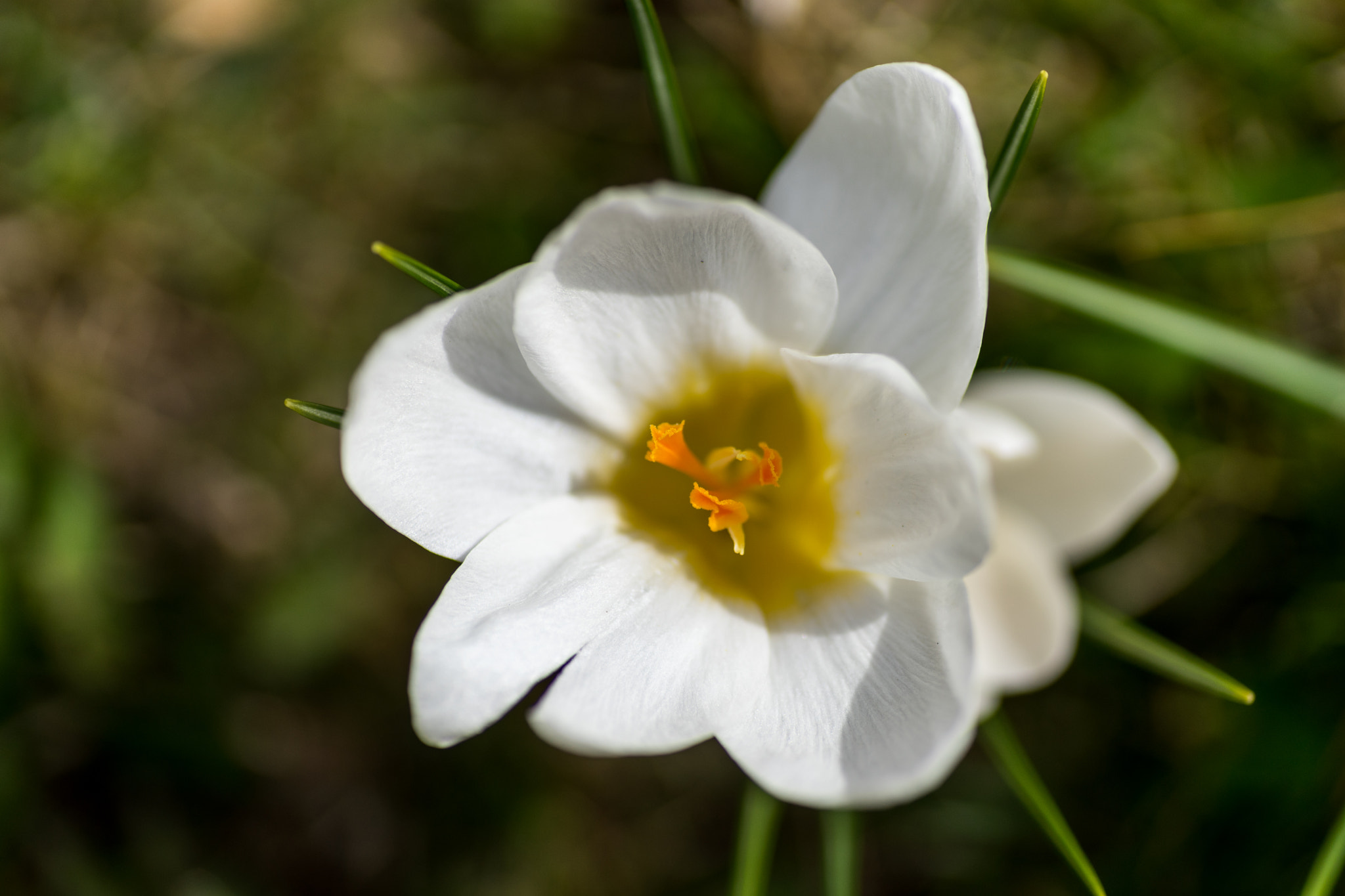 Sony a7 + Tamron SP AF 90mm F2.8 Di Macro sample photo. März photography