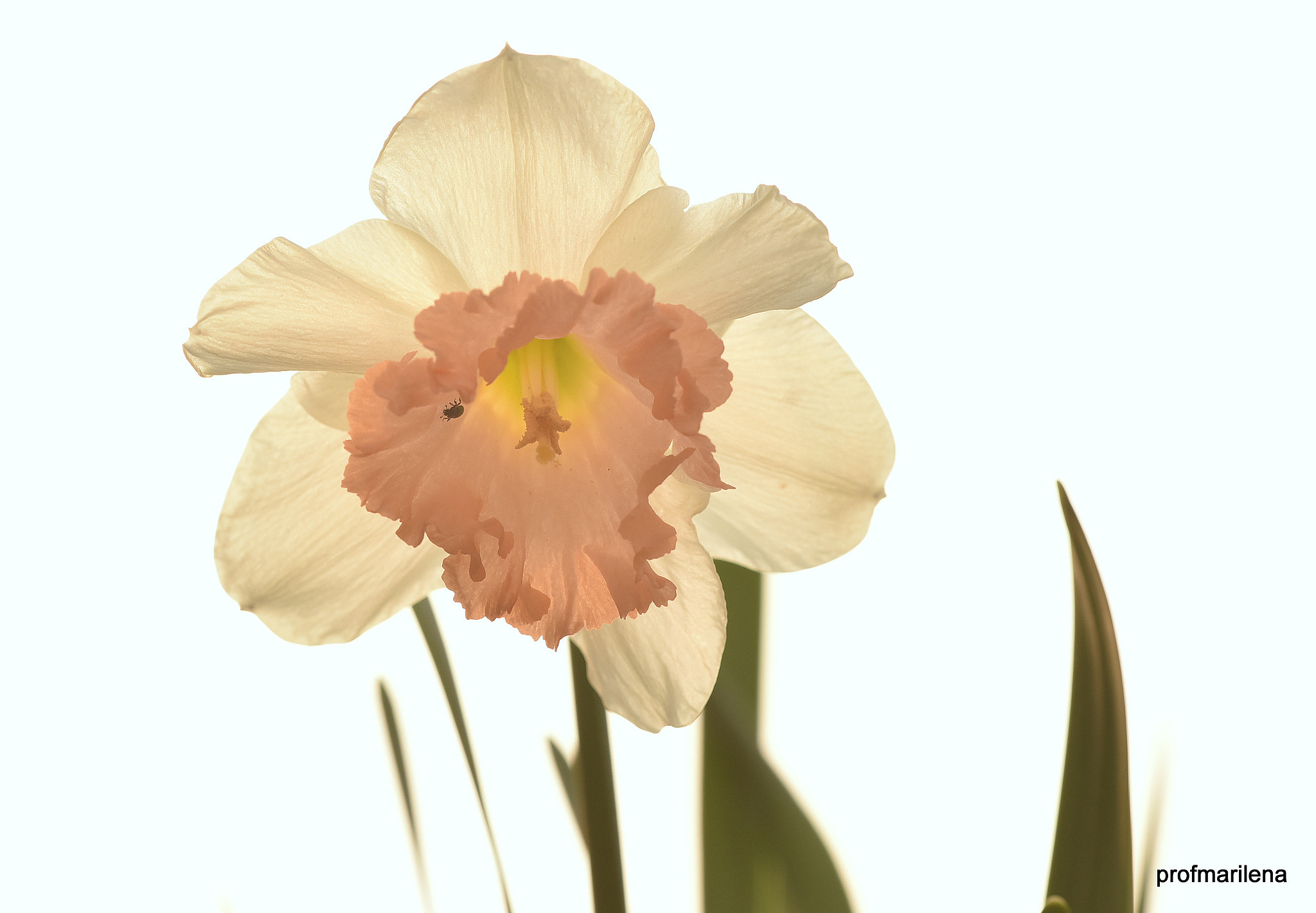 Sigma 150mm F2.8 EX DG OS Macro HSM sample photo. Backlight photography