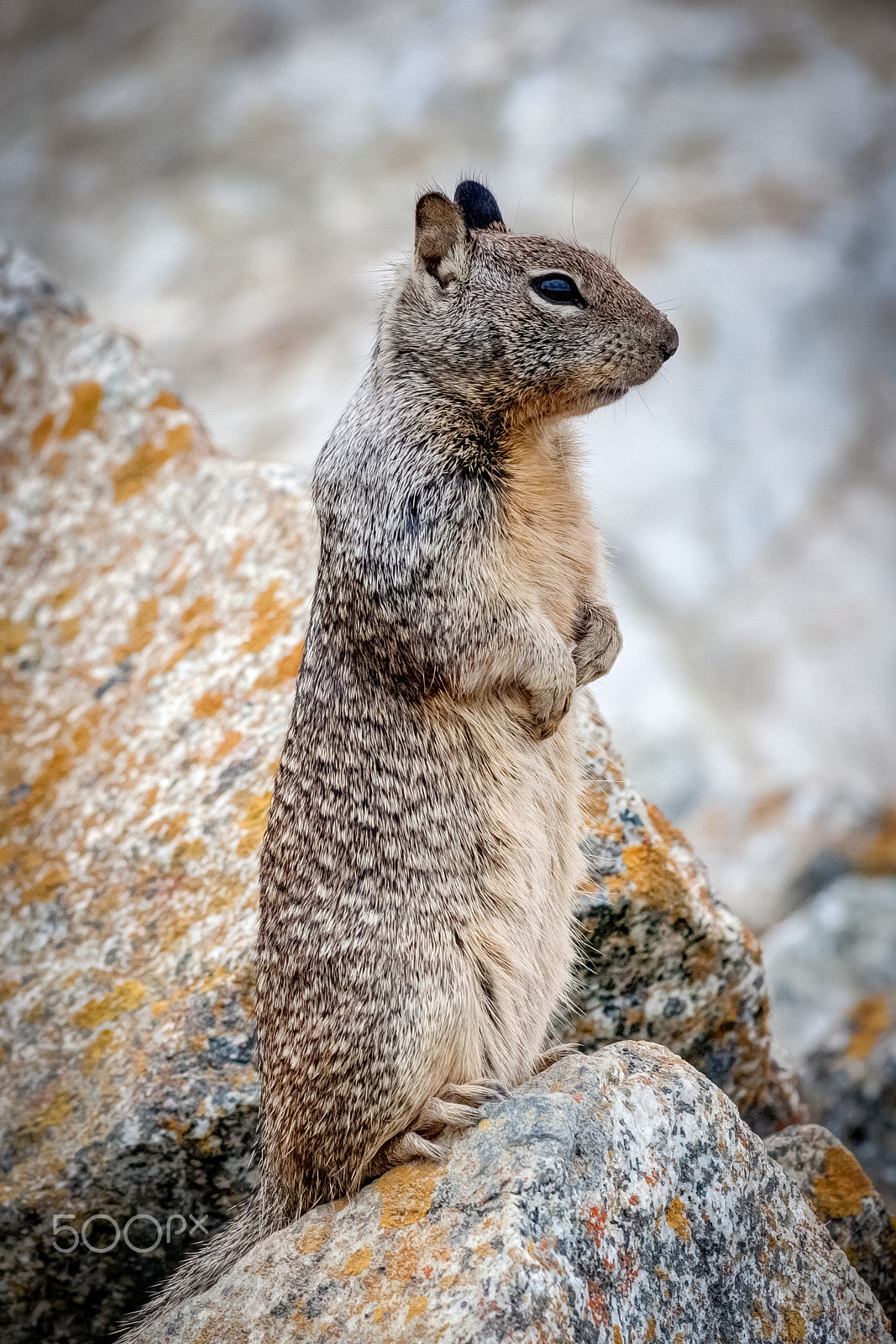Canon EF 70-300mm F4-5.6 IS USM sample photo. Squirrel photography