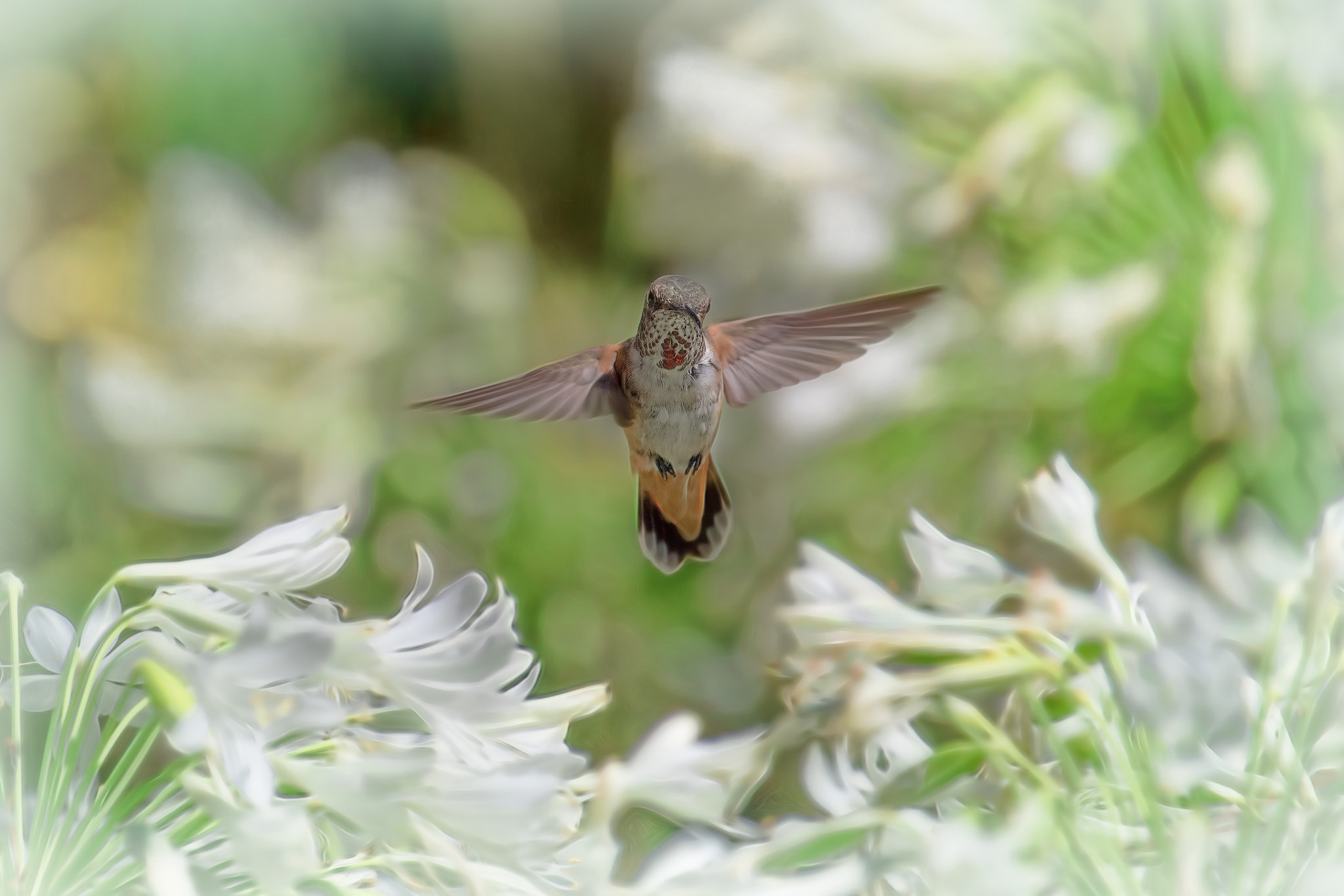 Canon EOS-1D X Mark II sample photo. Hummingbird diaries (84) photography
