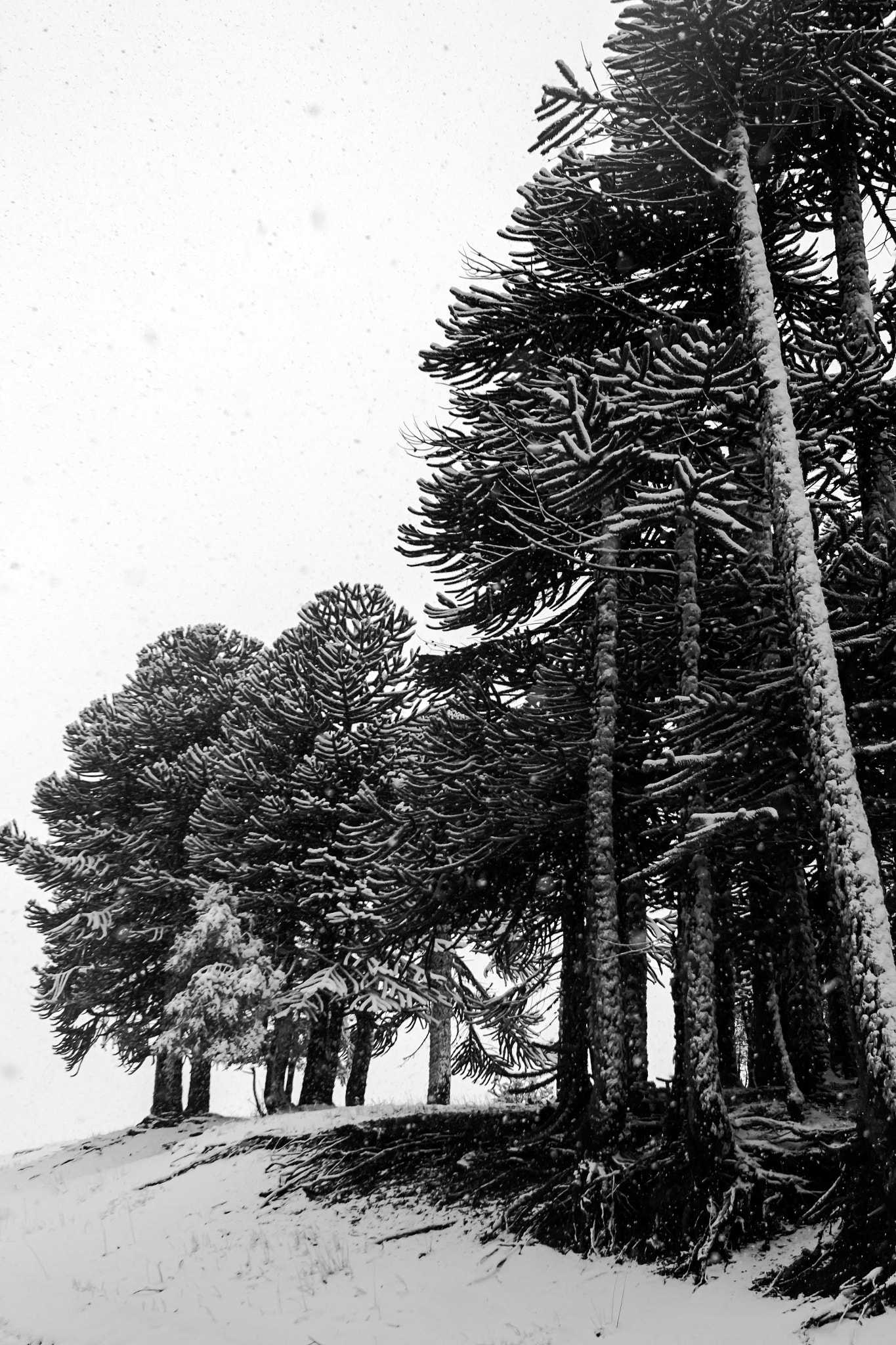 Canon EOS 7D + Canon EF 24-70mm F2.8L USM sample photo. Snowing in forrest photography
