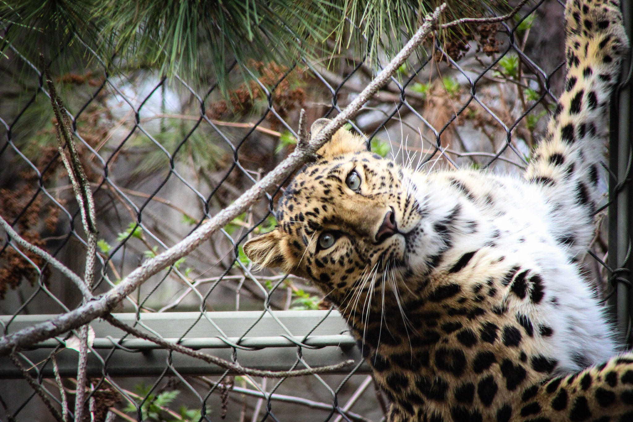 Canon EOS 600D (Rebel EOS T3i / EOS Kiss X5) + EF75-300mm f/4-5.6 sample photo. Leopard mn zoo, 4.15.15 photography