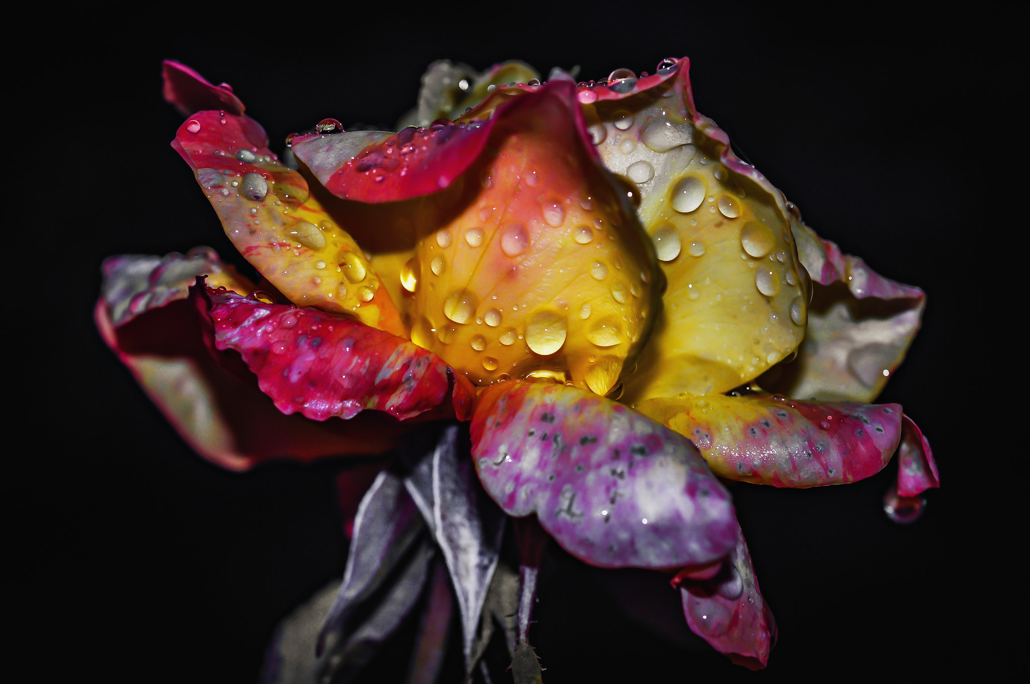 Nikon AF-S Micro-Nikkor 60mm F2.8G ED sample photo. Bright coloured rose photography