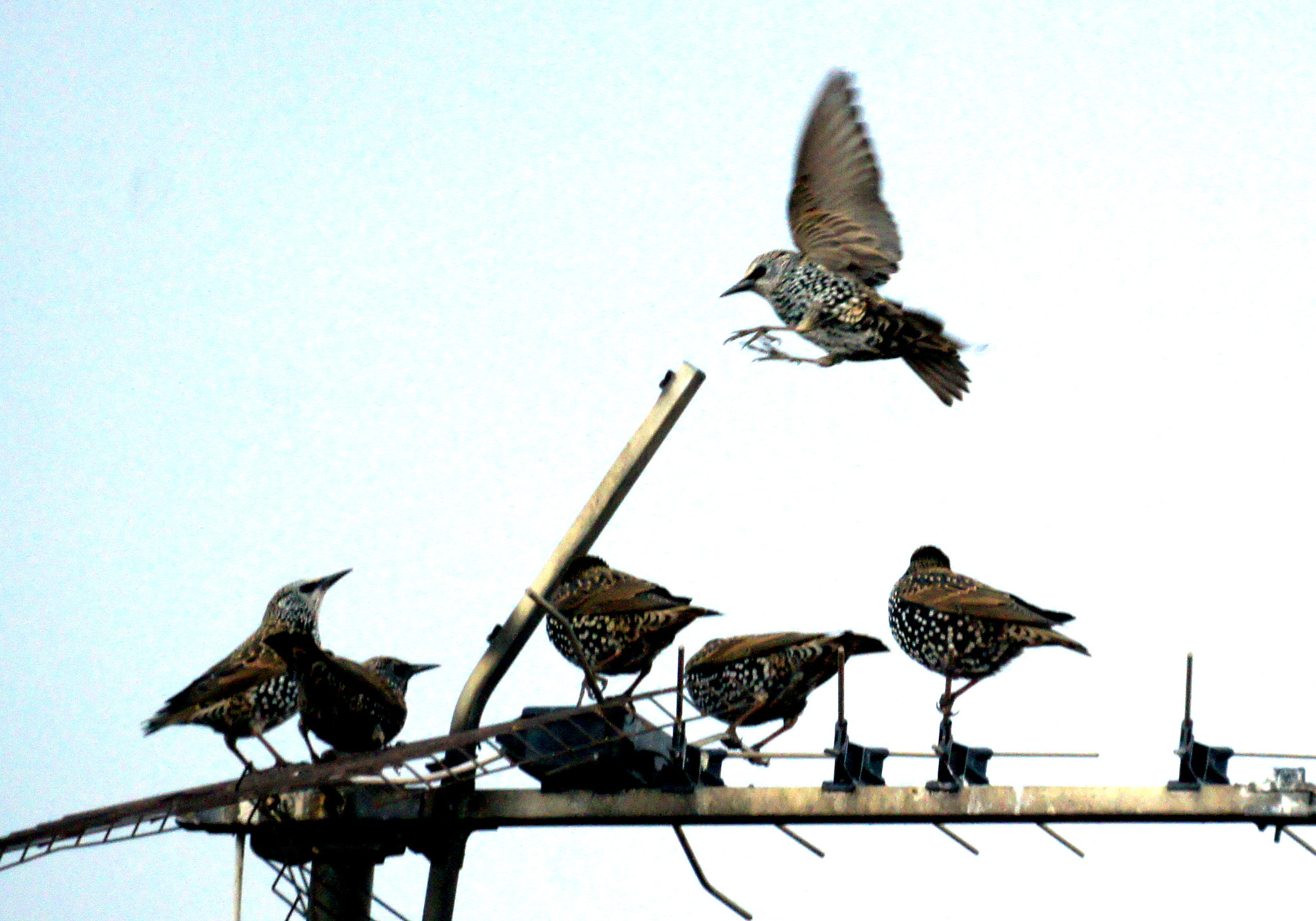 Sony Alpha DSLR-A450 sample photo. City birds photography