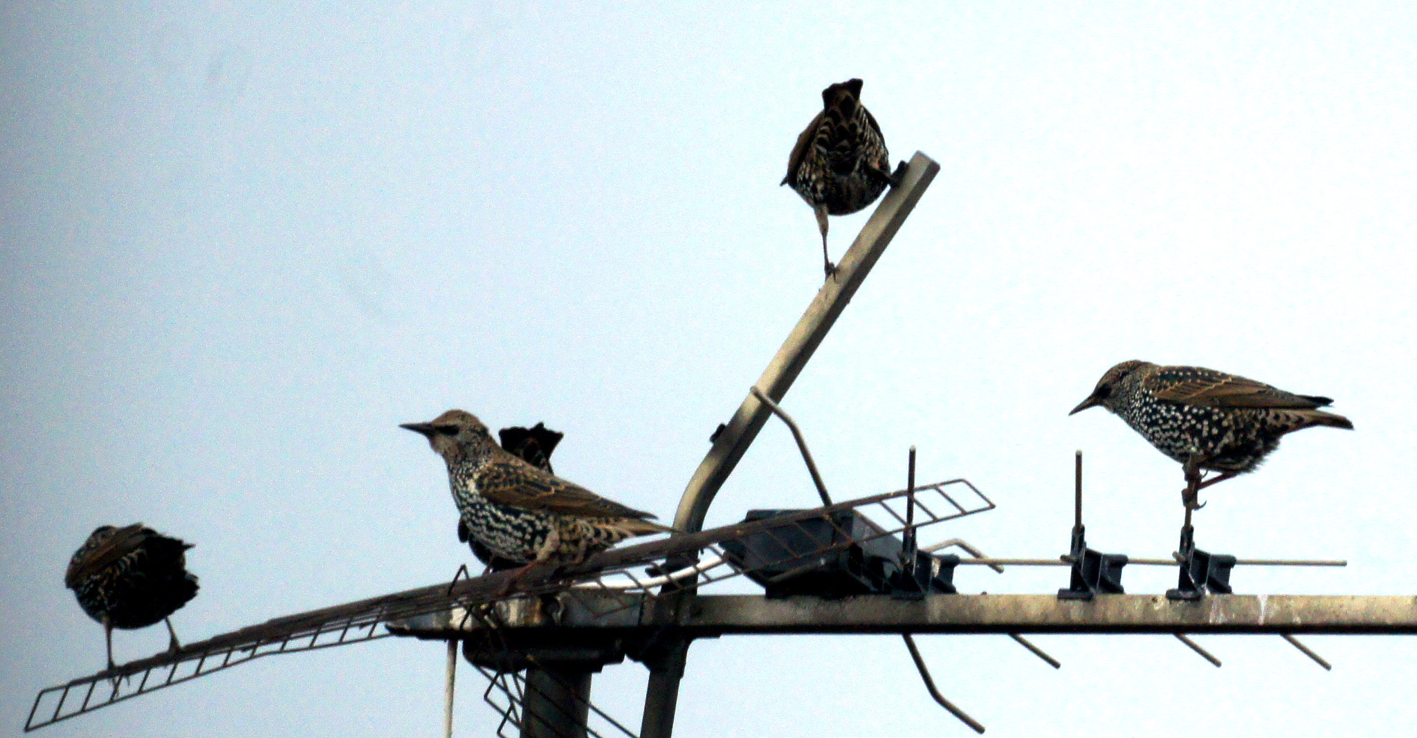 Sony 500mm F8 Reflex sample photo. City birds photography