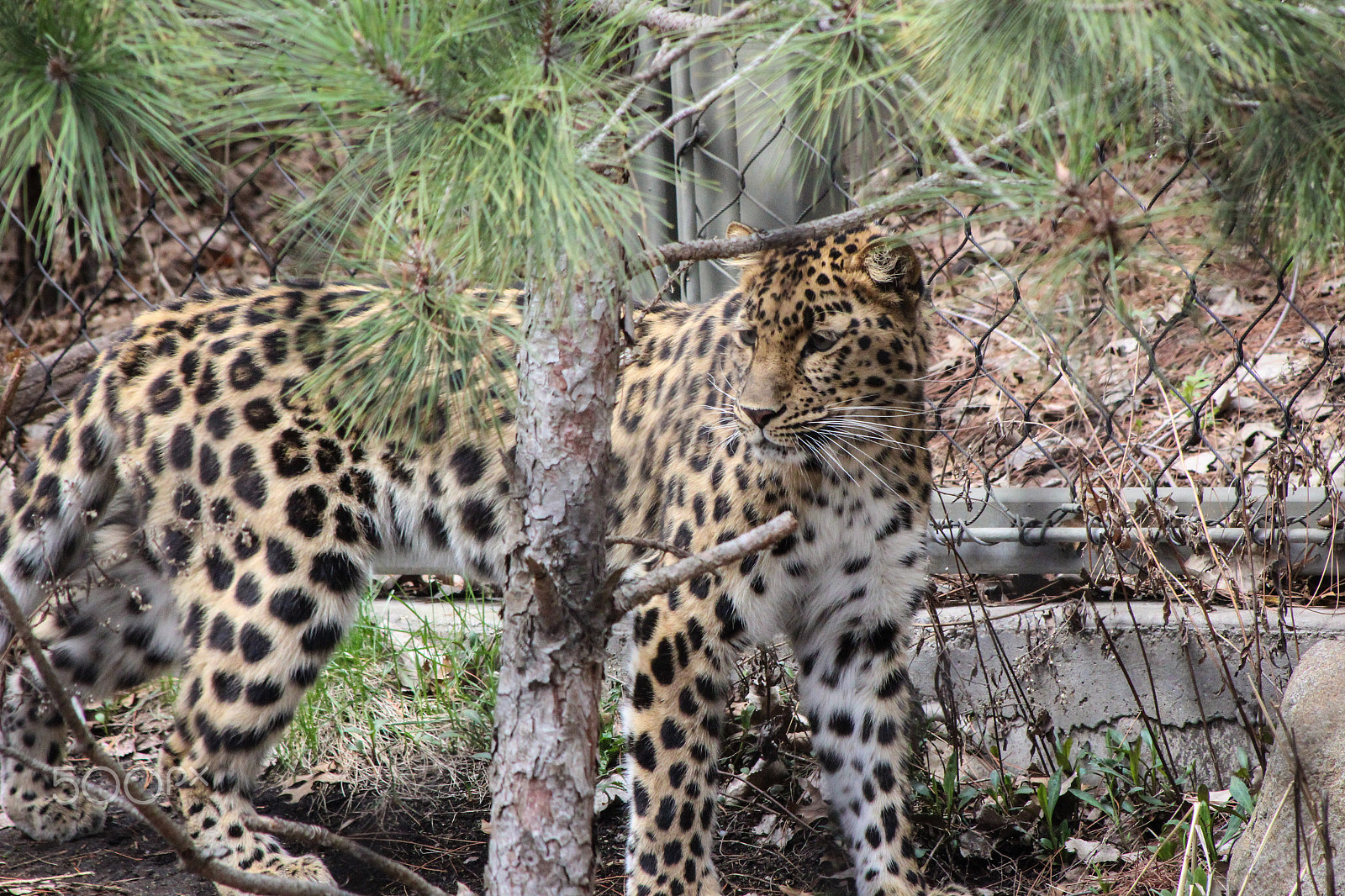 EF75-300mm f/4-5.6 sample photo. Leopard mn zoo 2, 4.15.15 photography