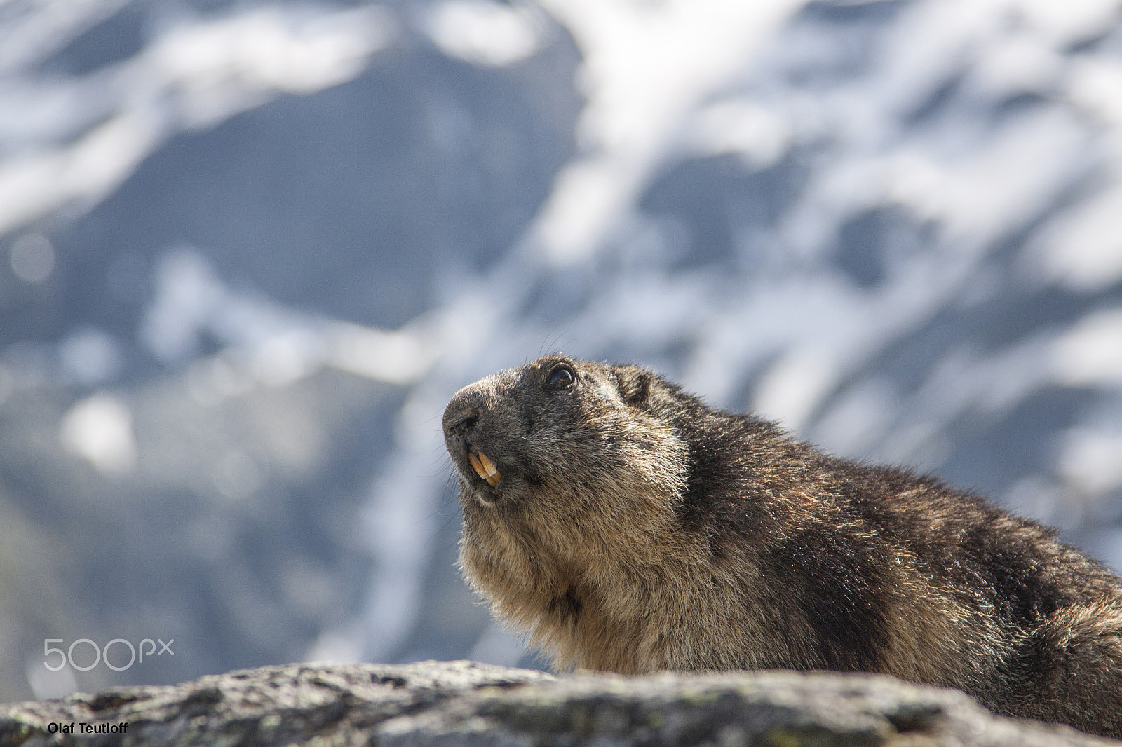 Canon EOS 50D + Canon EF 24-105mm F4L IS USM sample photo. Marmot, adult animals photography