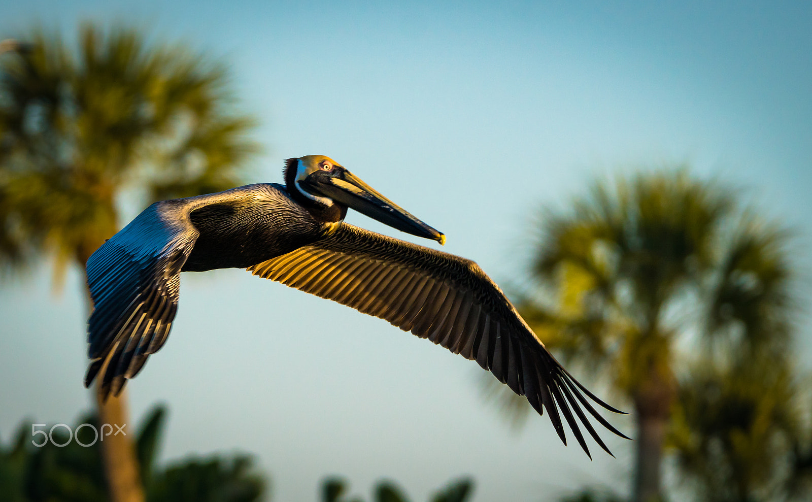 Sony ILCA-77M2 sample photo. Morning pelican photography