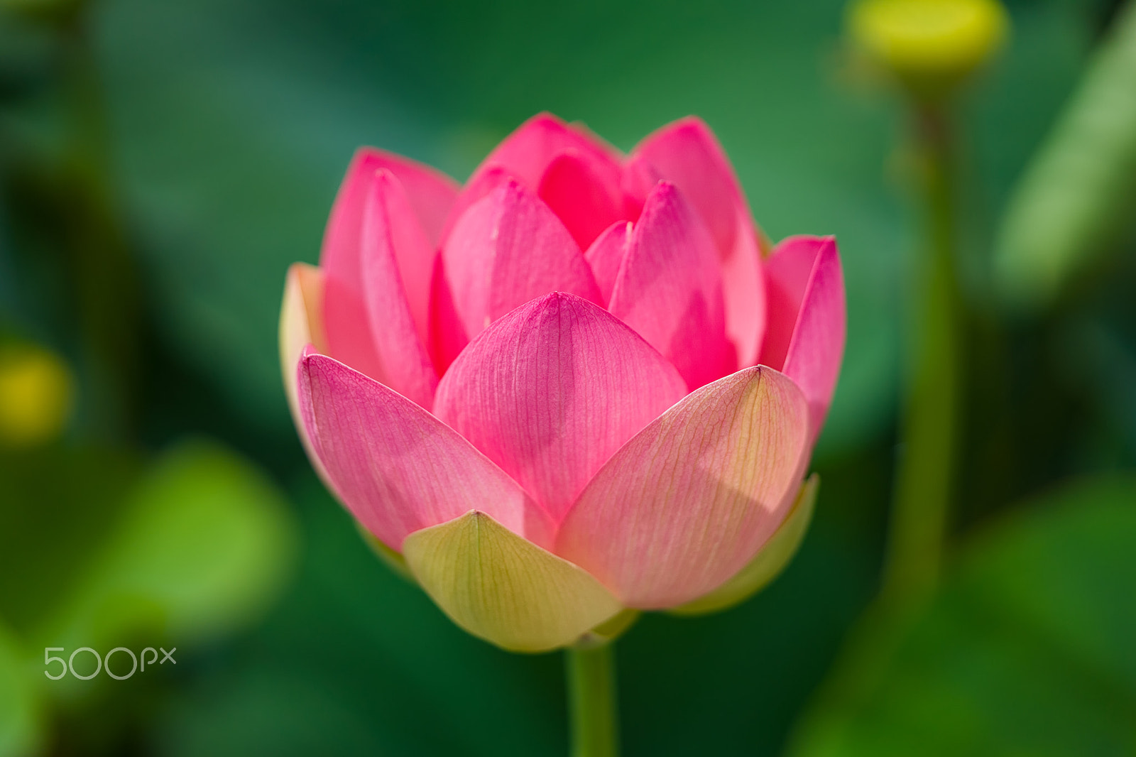 Sony a7 II + Sony FE 90mm F2.8 Macro G OSS sample photo. Enlightened photography