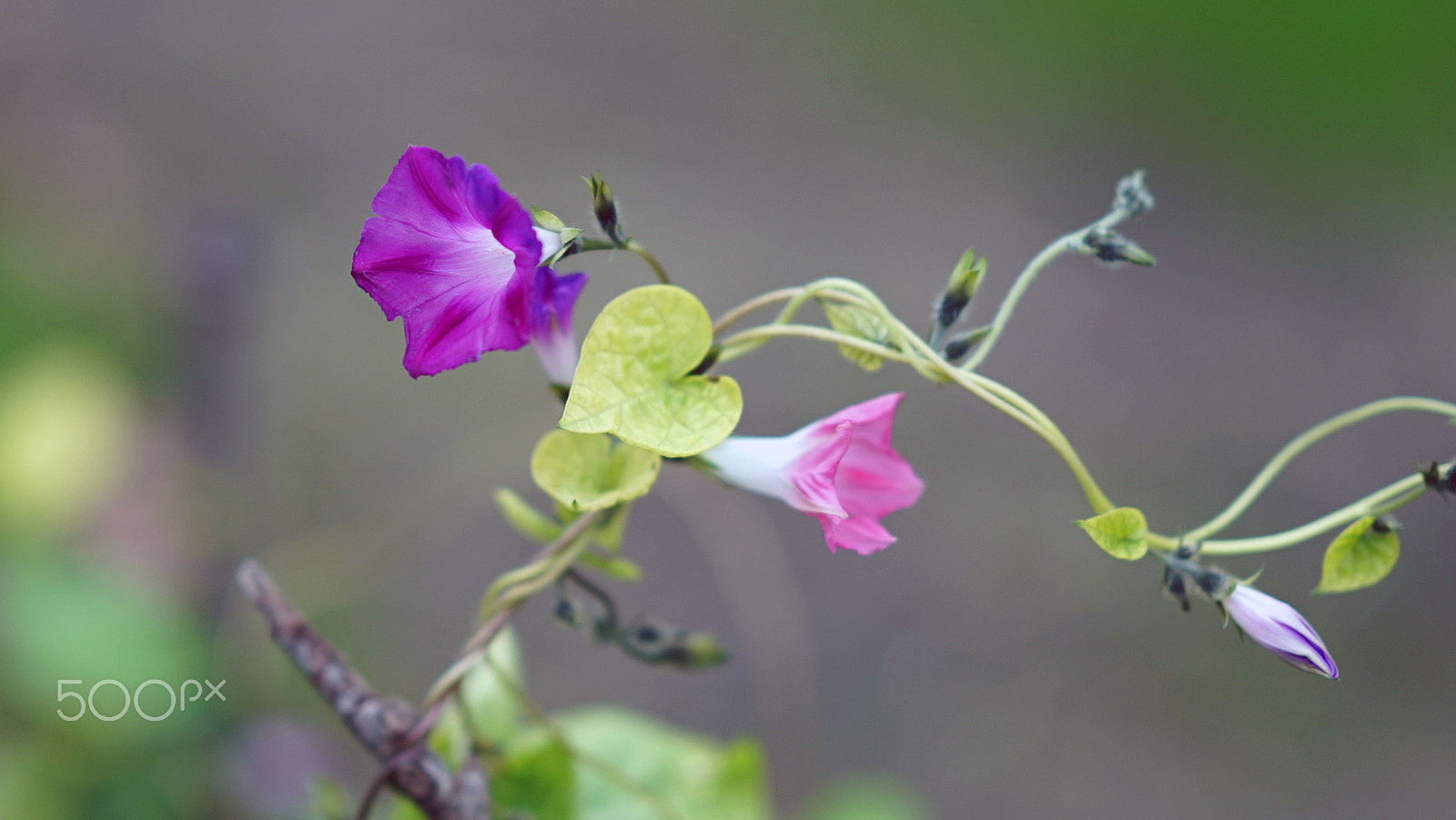 Sony a7S II sample photo. I'll take you there 0320 photography