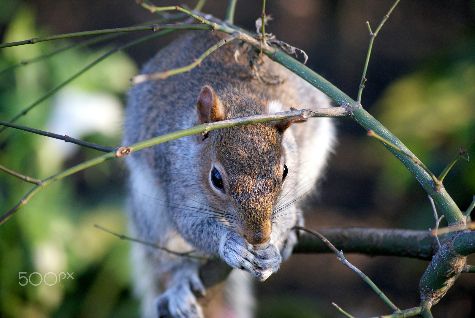Sony Alpha DSLR-A200 + Tamron AF 70-300mm F4-5.6 Di LD Macro sample photo. Squirrel photography
