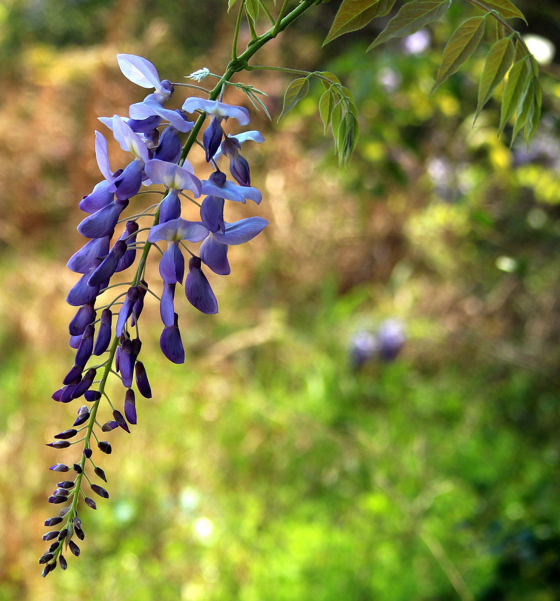 Tamron AF 28-200mm F3.8-5.6 XR Di Aspherical (IF) Macro sample photo. Wisteria photography