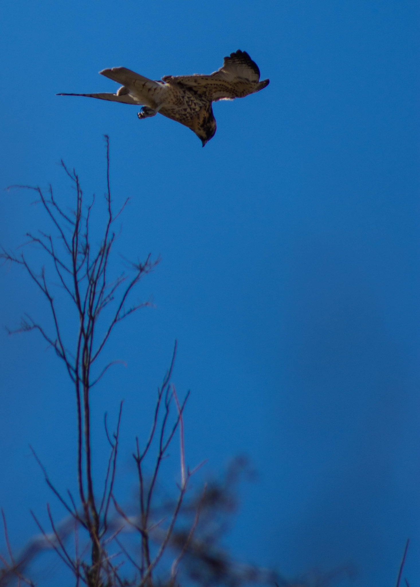 Sigma 70-300mm F4-5.6 APO DG Macro sample photo. Aguilucho cabildano photography