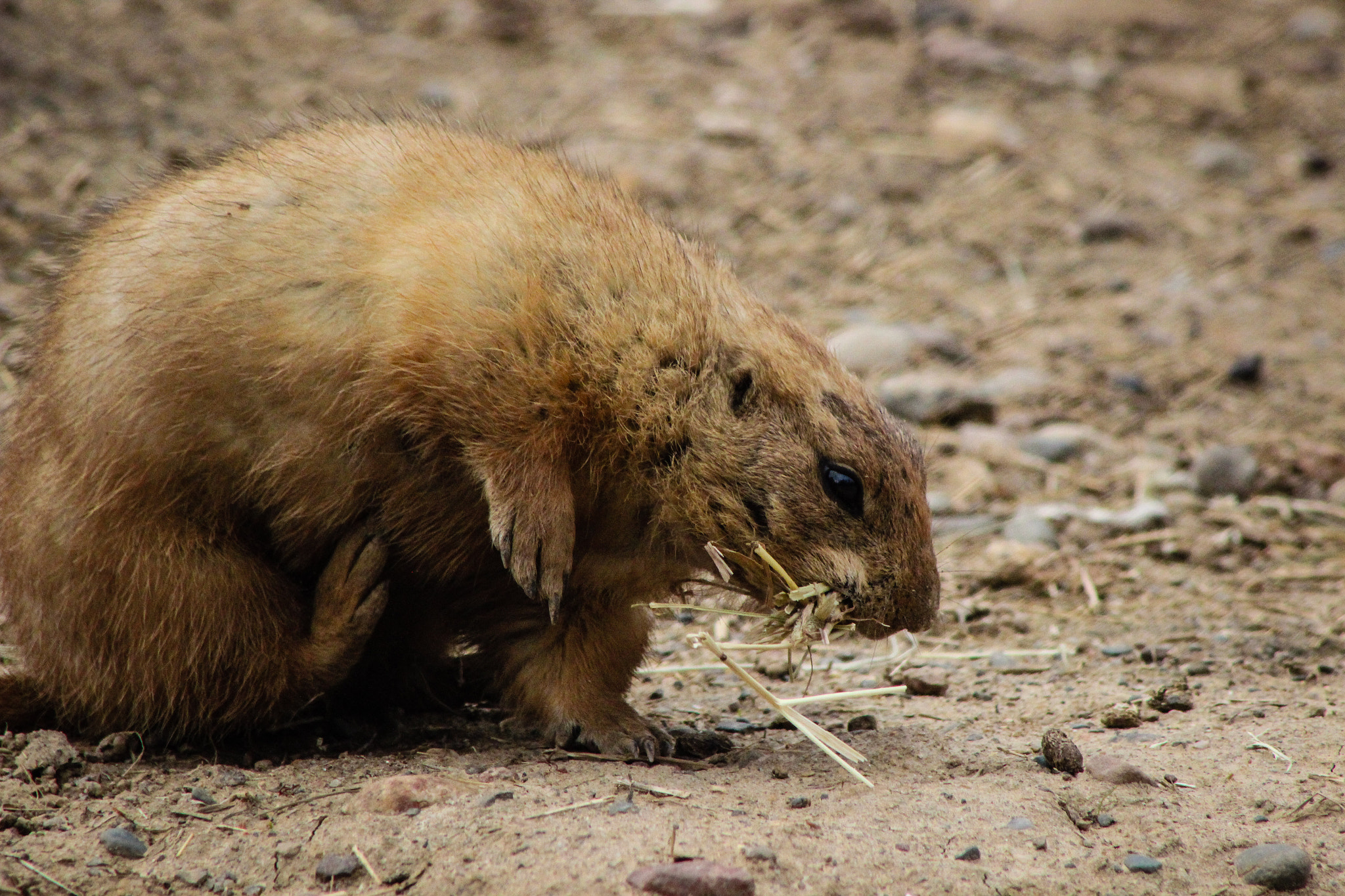 EF75-300mm f/4-5.6 sample photo. Prairie dog mn zoo, 4.15.15 photography