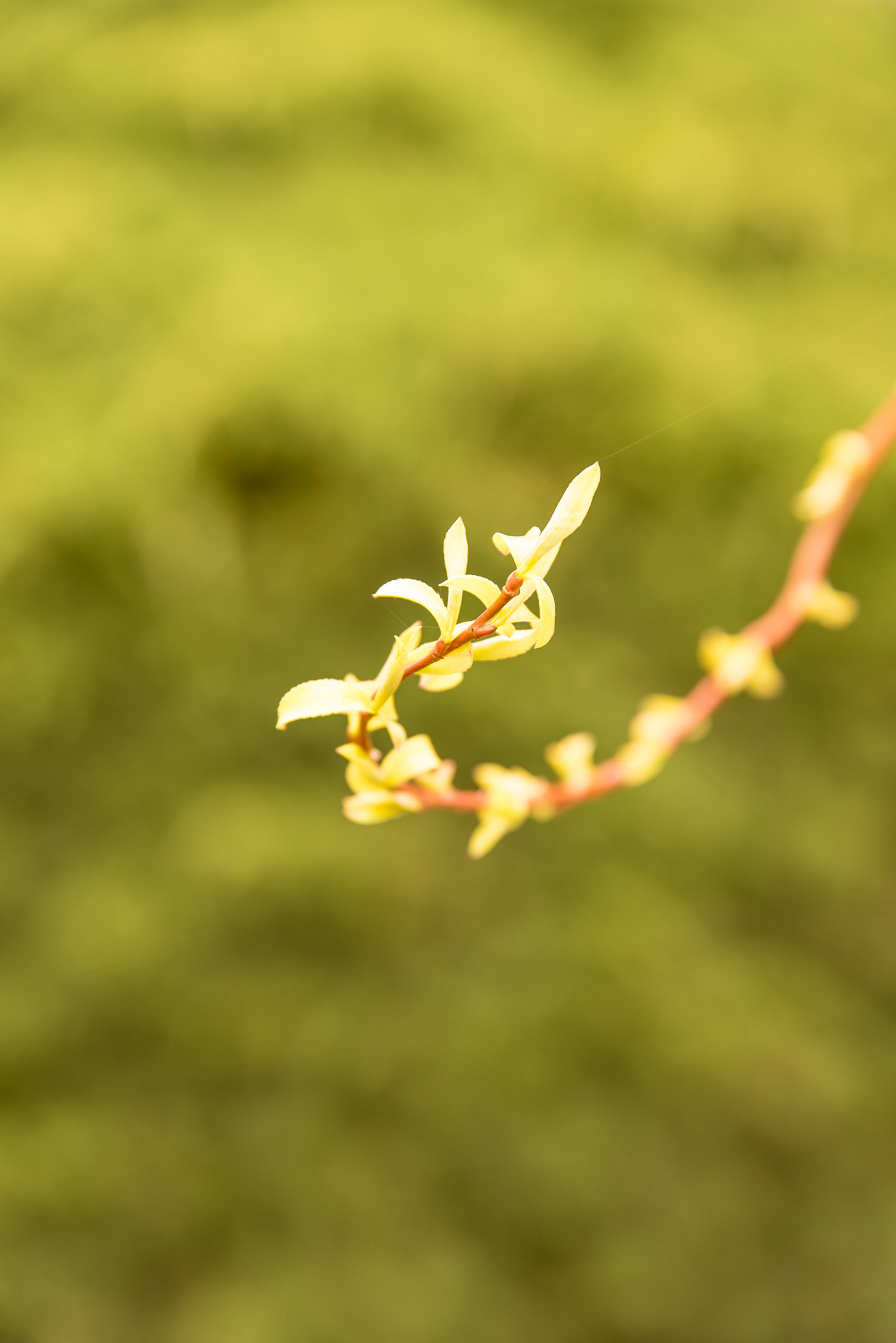 Nikon D750 + Sigma 24-105mm F4 DG OS HSM Art sample photo. Young leaf photography