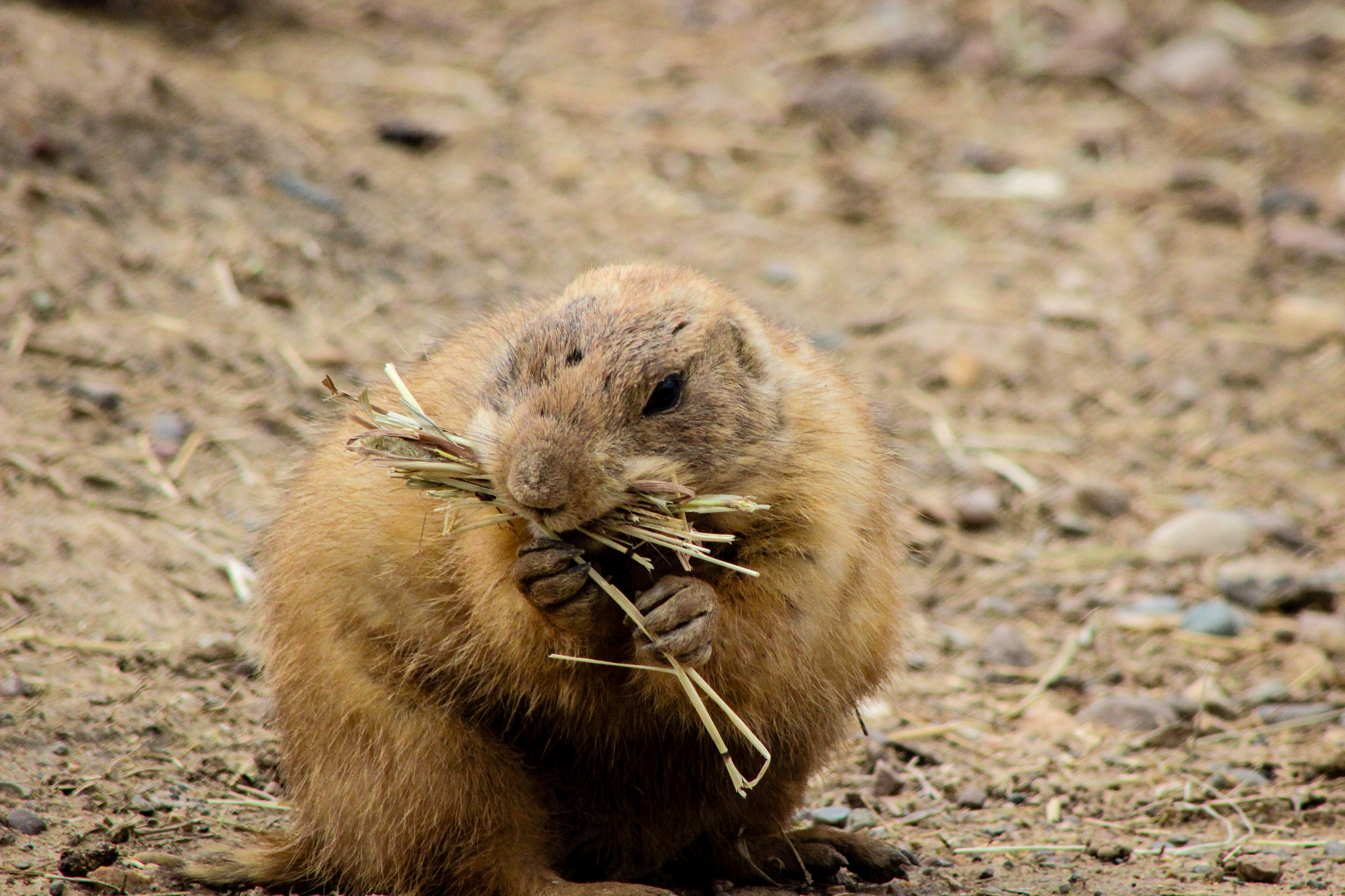 Canon EOS 600D (Rebel EOS T3i / EOS Kiss X5) + EF75-300mm f/4-5.6 sample photo. Prairie dog mn zoo 2, 4.15.15 photography