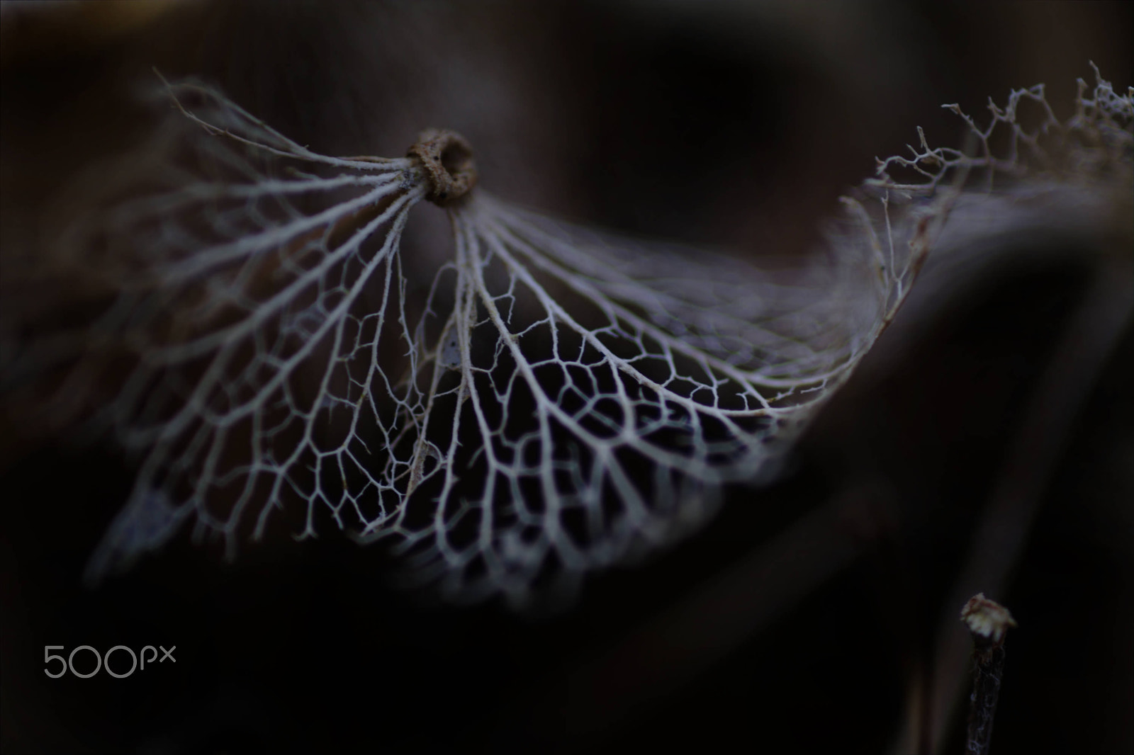 Nikon D7100 + Nikon AF Micro-Nikkor 60mm F2.8D sample photo. Lines of a hydrangea flower vein system in autumn photography