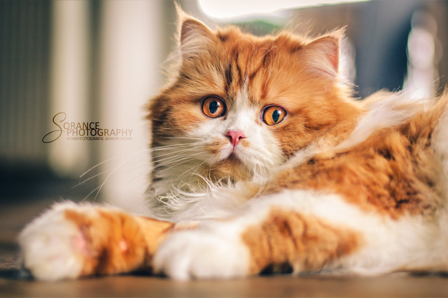 Nikon D70s + Nikon AF-S Nikkor 50mm F1.8G sample photo. "buddy" the persian (2) photography