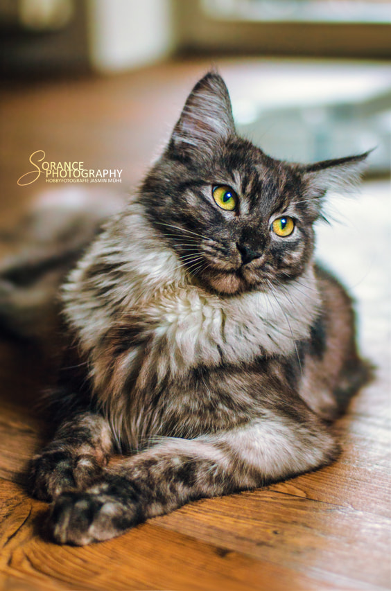 Nikon D70s + Nikon AF-S Nikkor 50mm F1.8G sample photo. "silver" the maine coon (2) photography