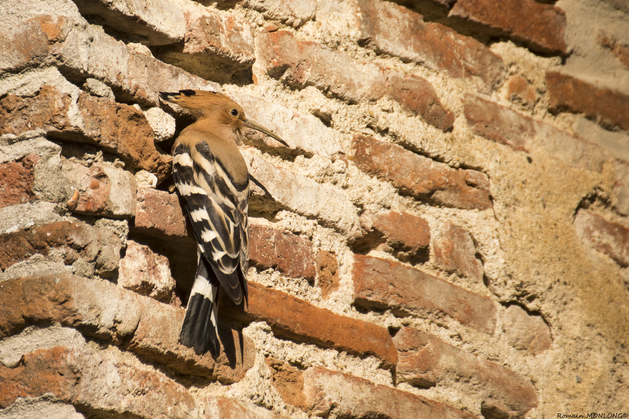 Canon EOS 700D (EOS Rebel T5i / EOS Kiss X7i) sample photo. Huppe toulousaine photography