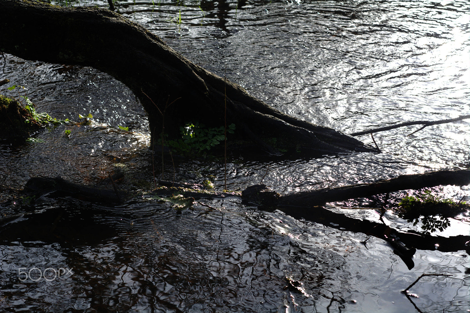 Nikon D7100 + Nikon AF Micro-Nikkor 60mm F2.8D sample photo. Tree root in a marsh stream photography