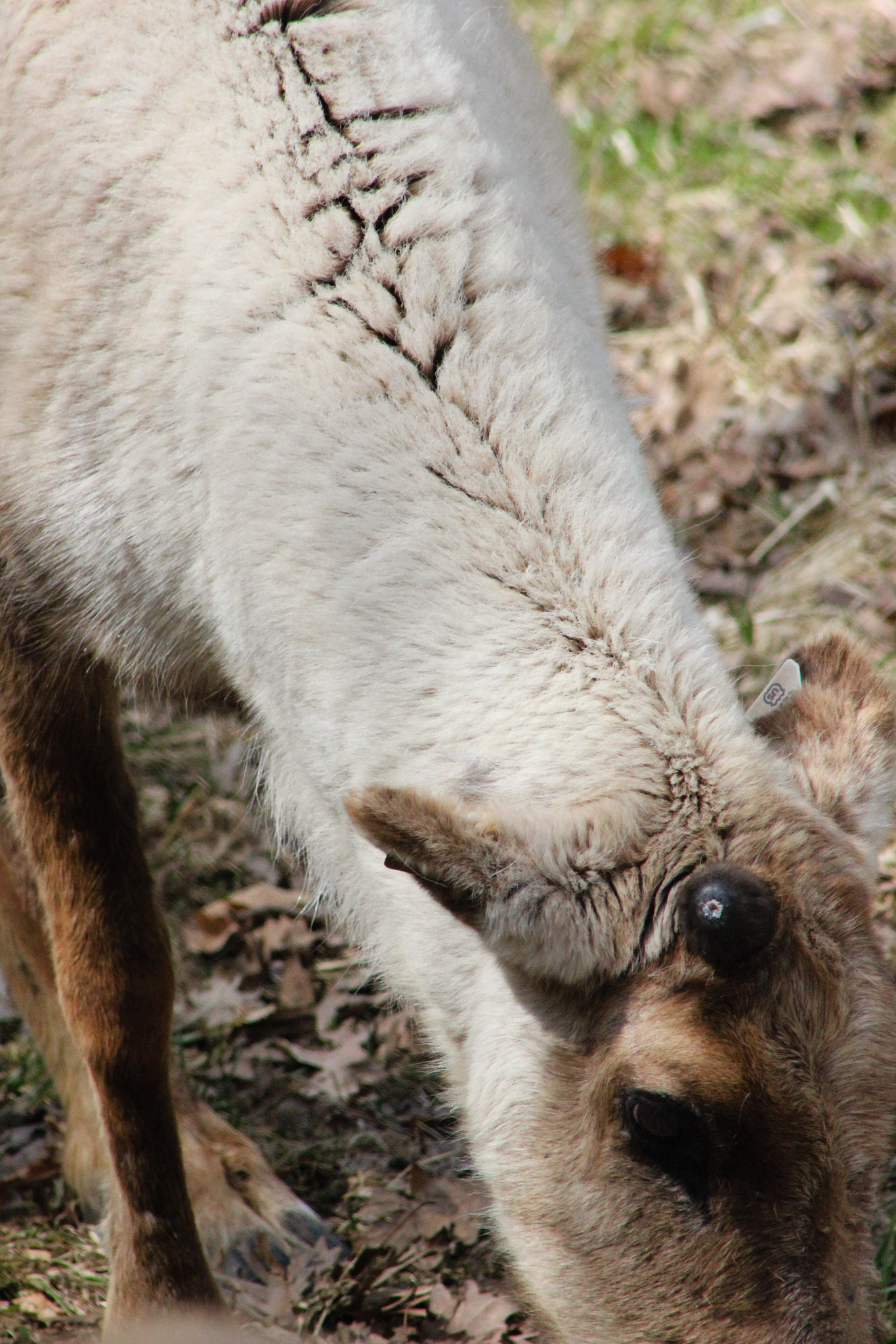 Canon EOS 600D (Rebel EOS T3i / EOS Kiss X5) + EF75-300mm f/4-5.6 sample photo. Reindeer, 4.15.15 photography