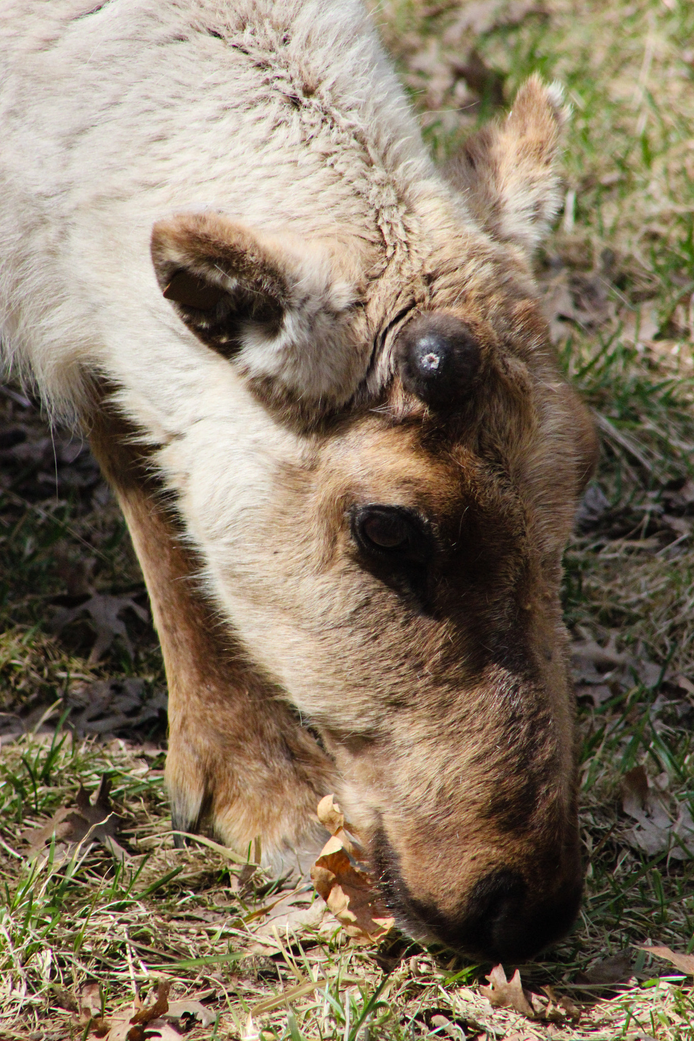 Canon EOS 600D (Rebel EOS T3i / EOS Kiss X5) + EF75-300mm f/4-5.6 sample photo. Reindeer 2, 4.15.15 photography