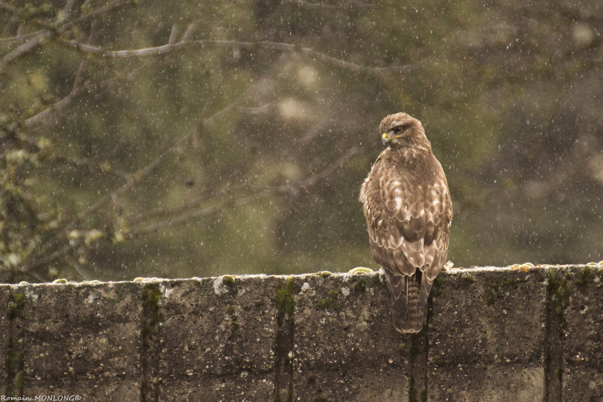 Canon EOS 700D (EOS Rebel T5i / EOS Kiss X7i) + Tamron SP 35mm F1.8 Di VC USD sample photo. Buteo sous la pluie... photography