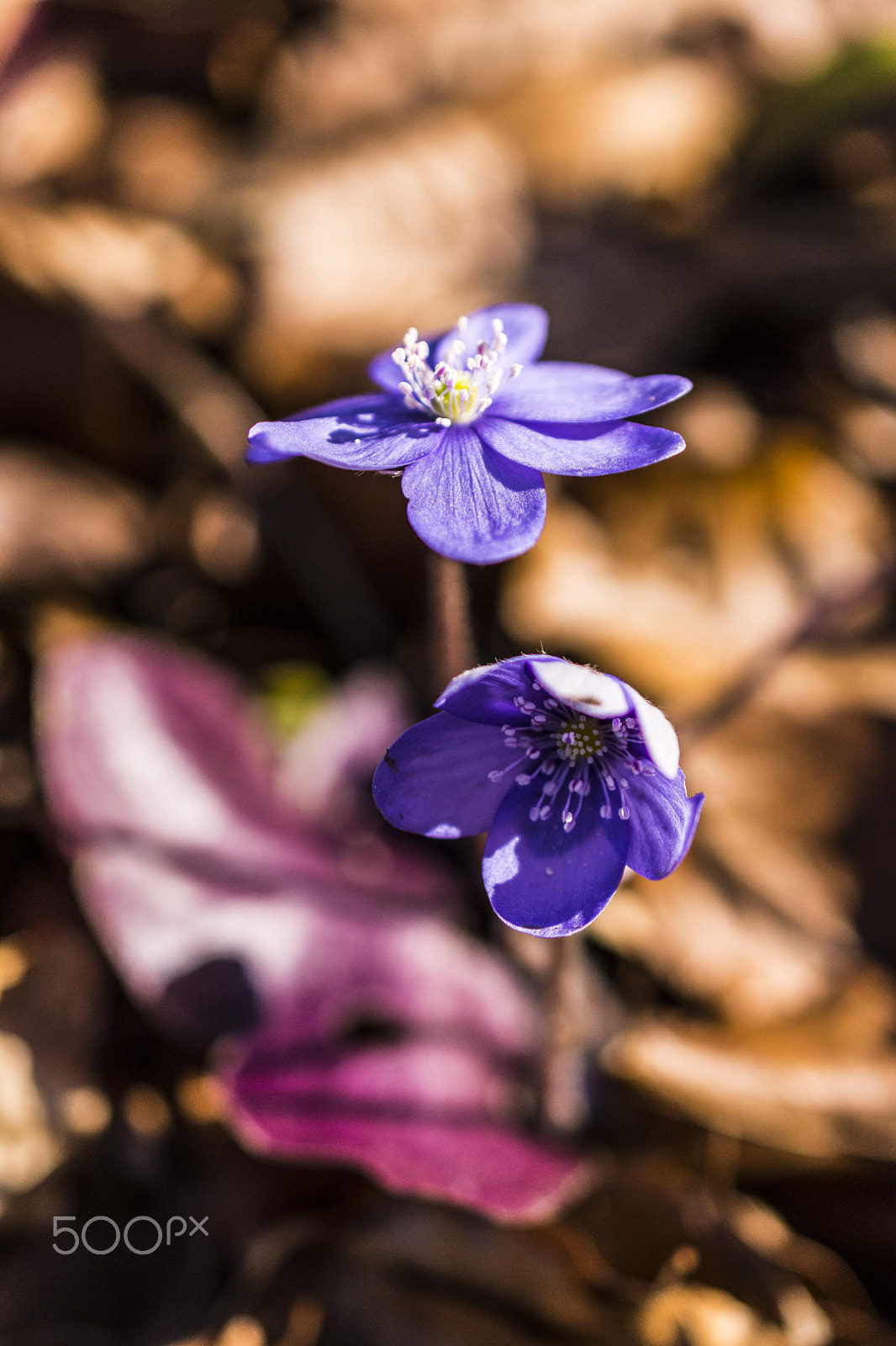Nikon AF-S DX Micro Nikkor 40mm F2.8 sample photo. Spring flowers  photography